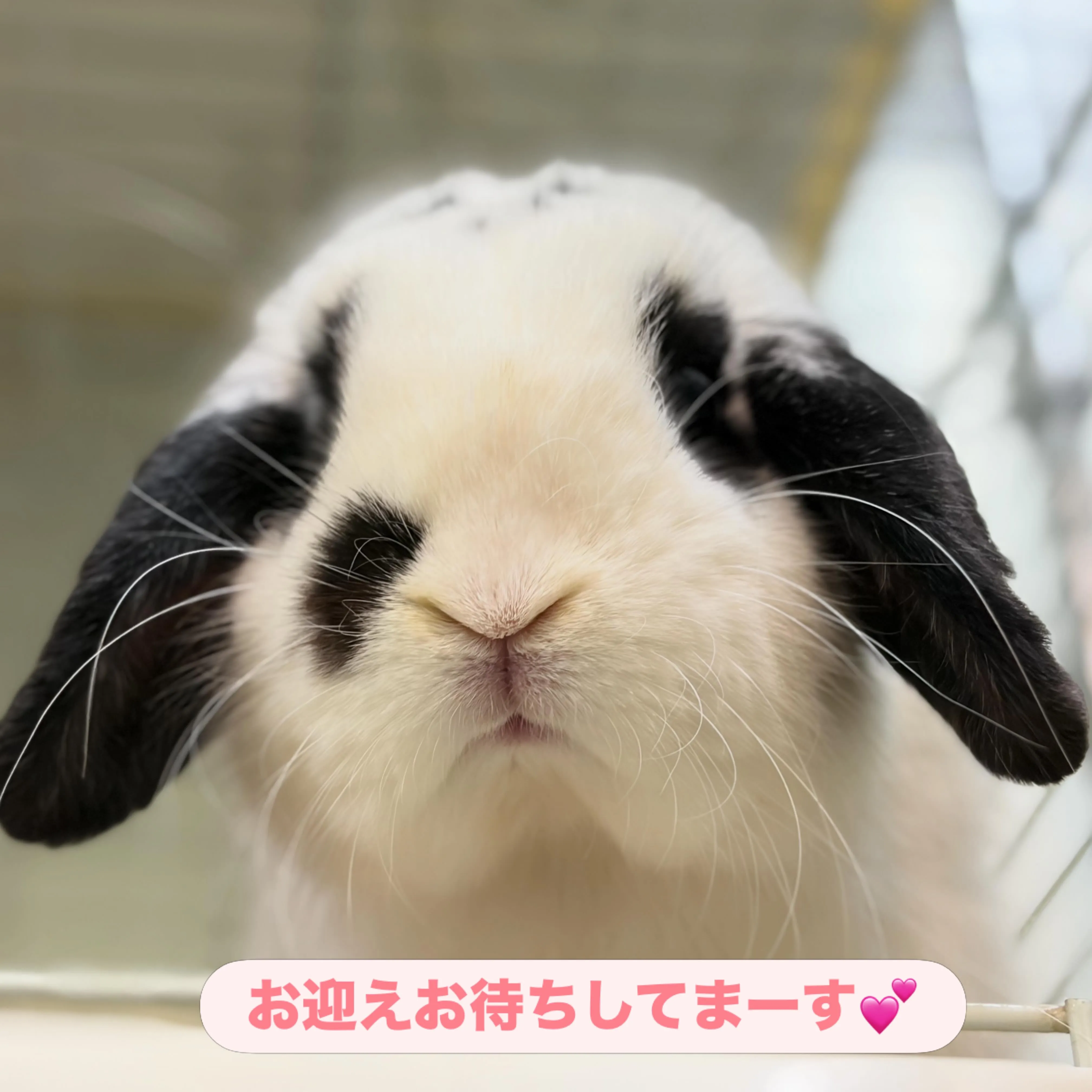 ⭐︎本日より⭐︎