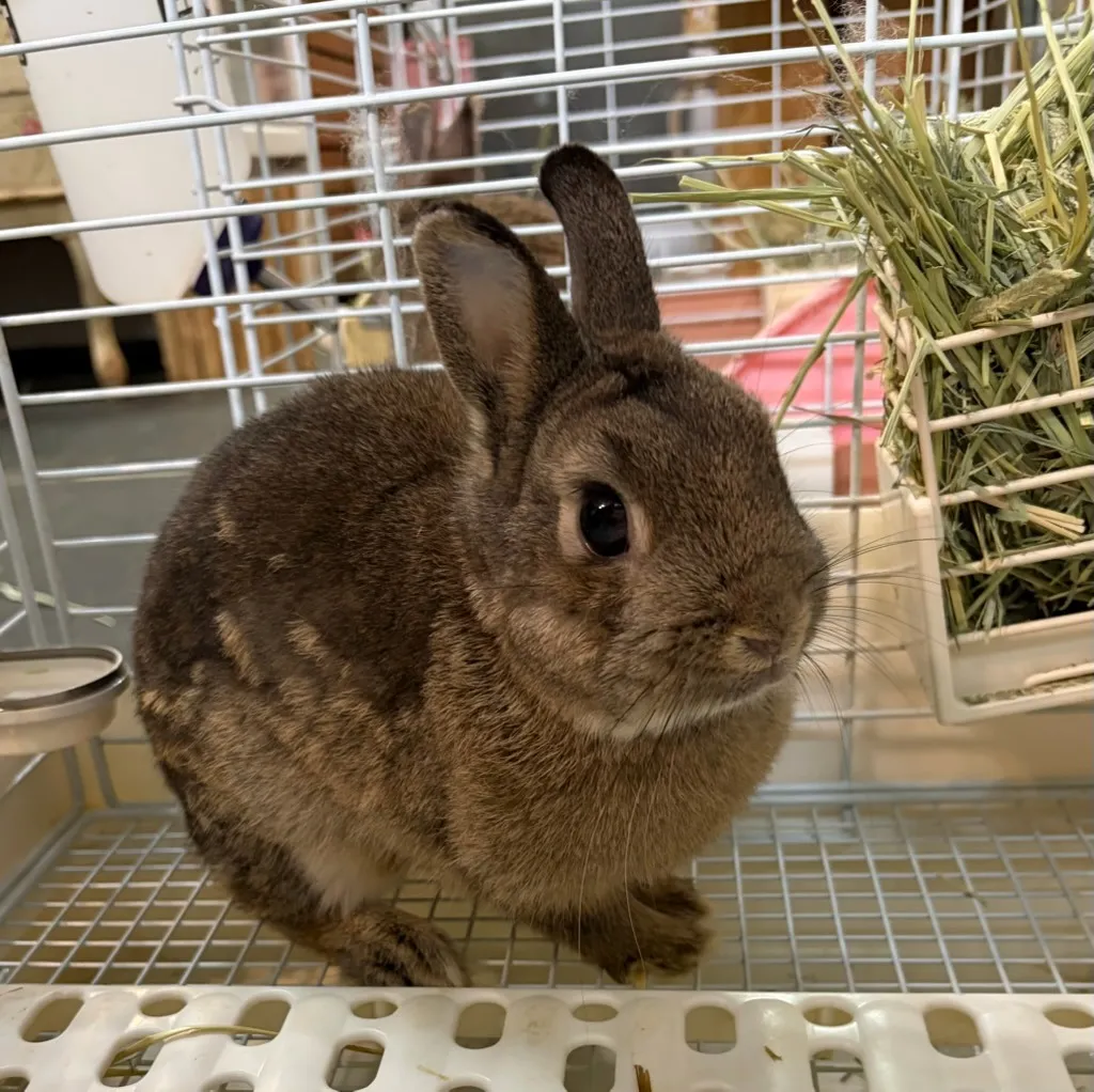 ネザー系うさぎ
