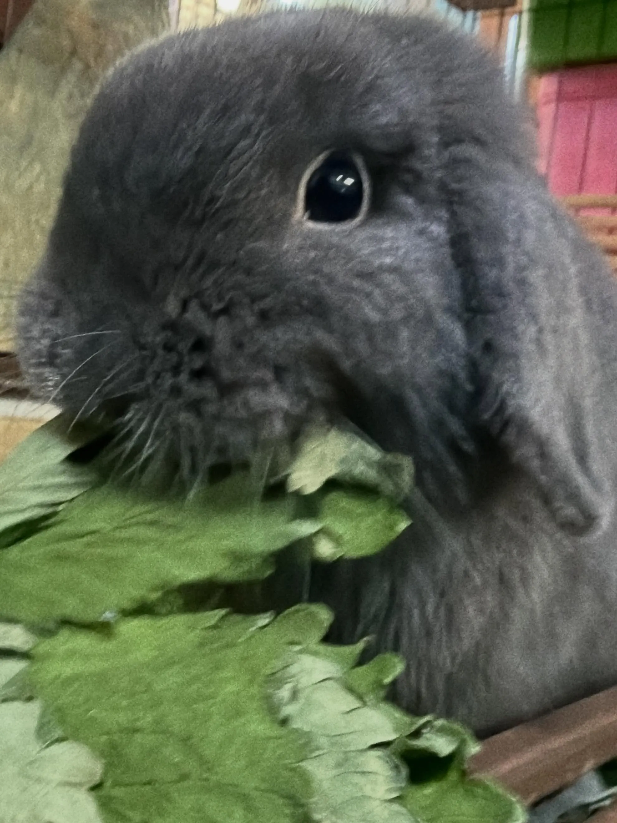 ⭐︎いちごの葉⭐︎