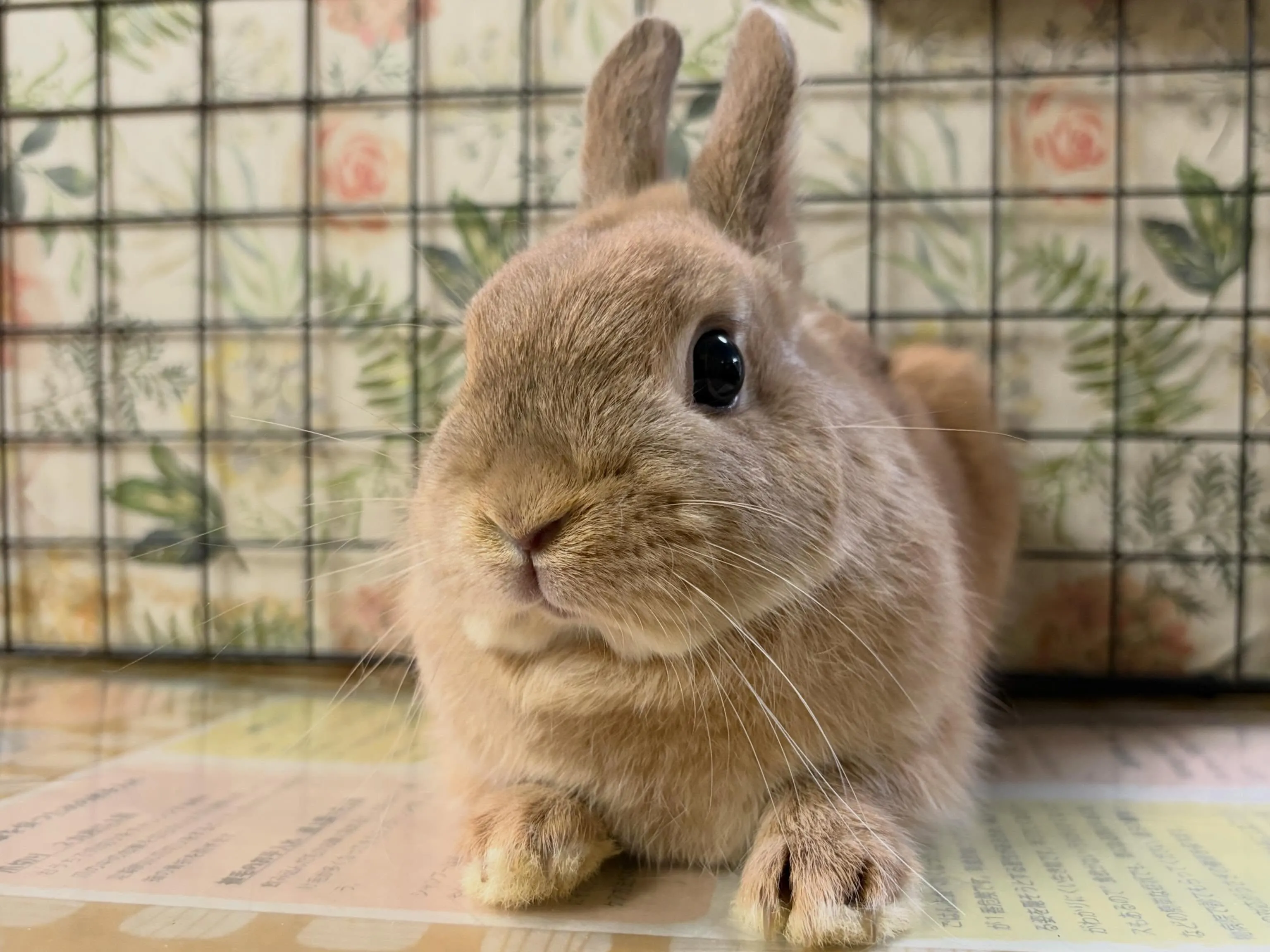 ⭐︎ネザー⭐︎