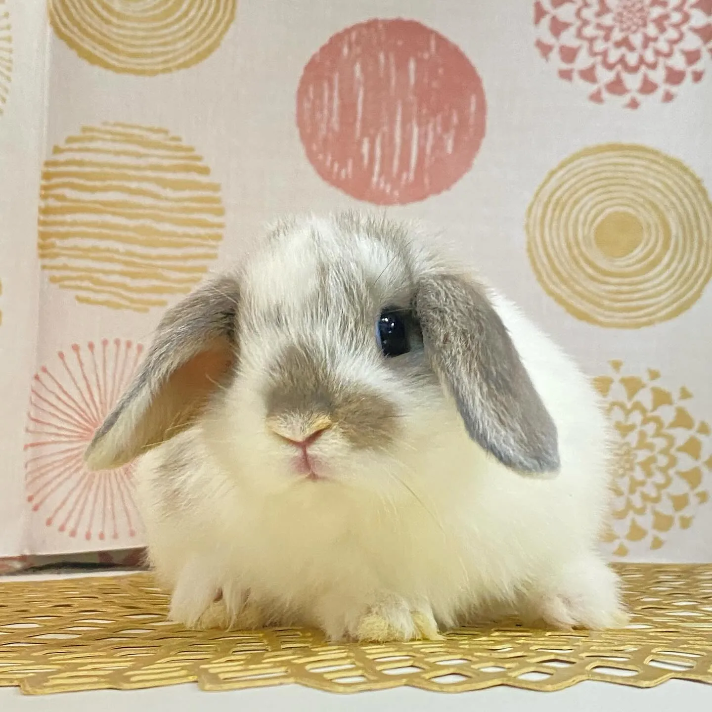 ☆子うさぎ入舎情報☆