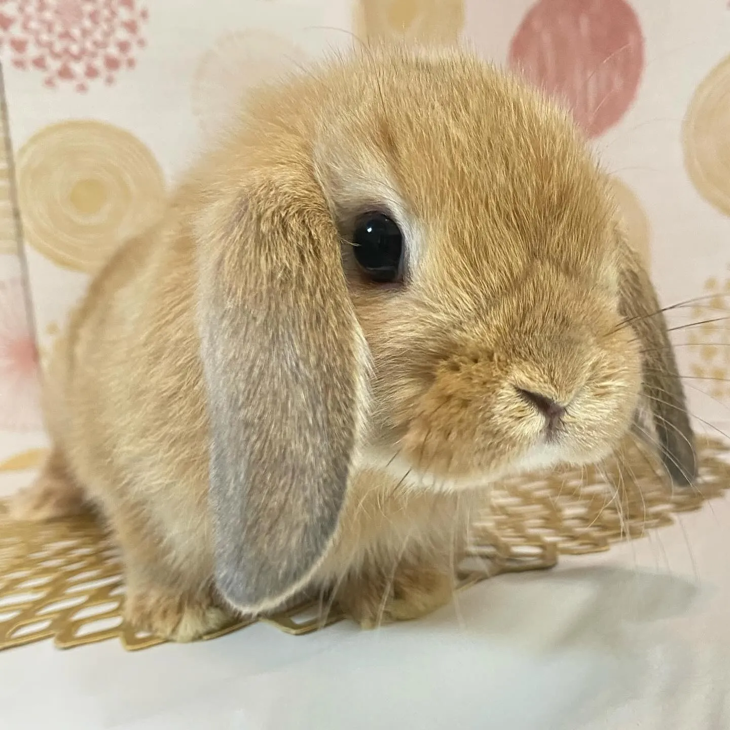 ☆子うさぎ入舎情報☆