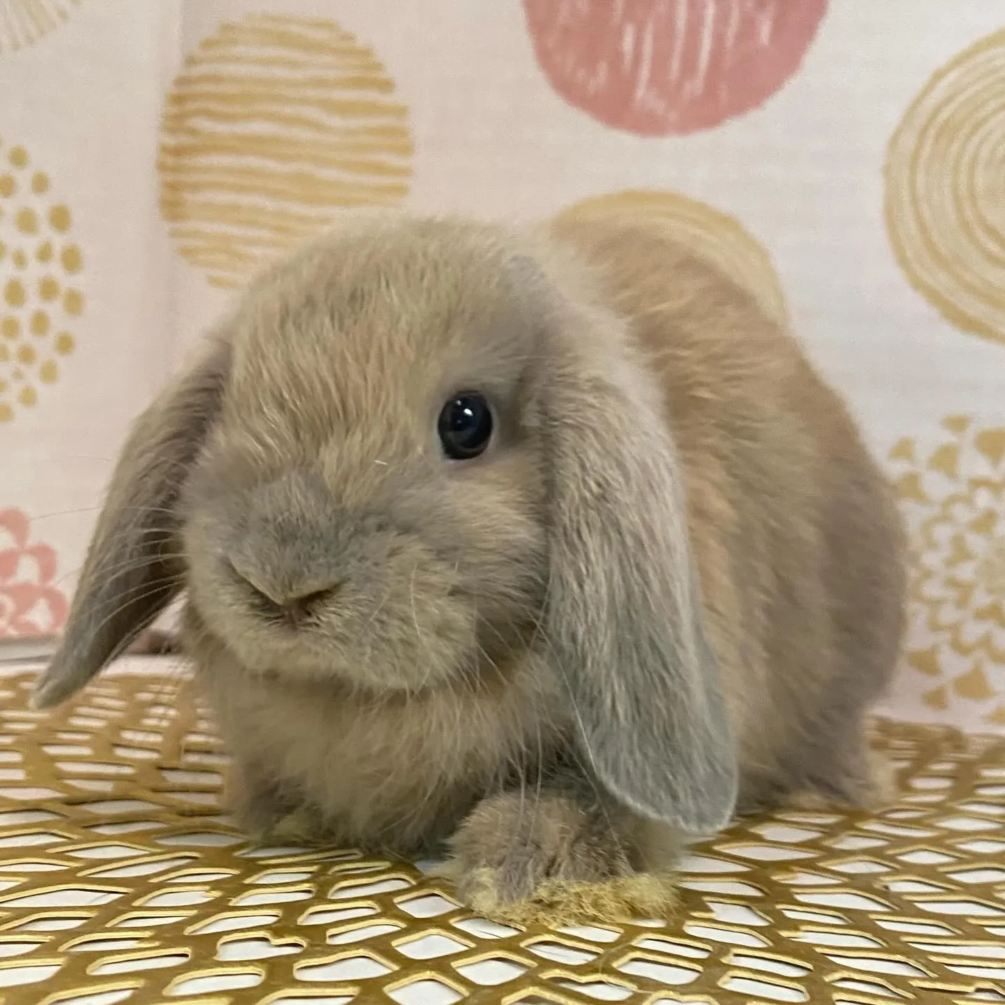 ☆子うさぎ入舎情報☆