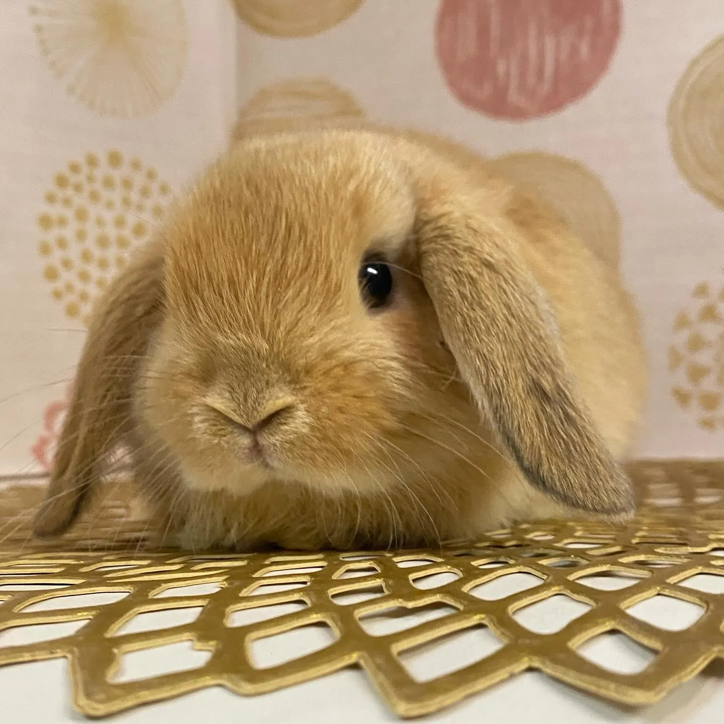 ☆子うさぎ入舎情報☆