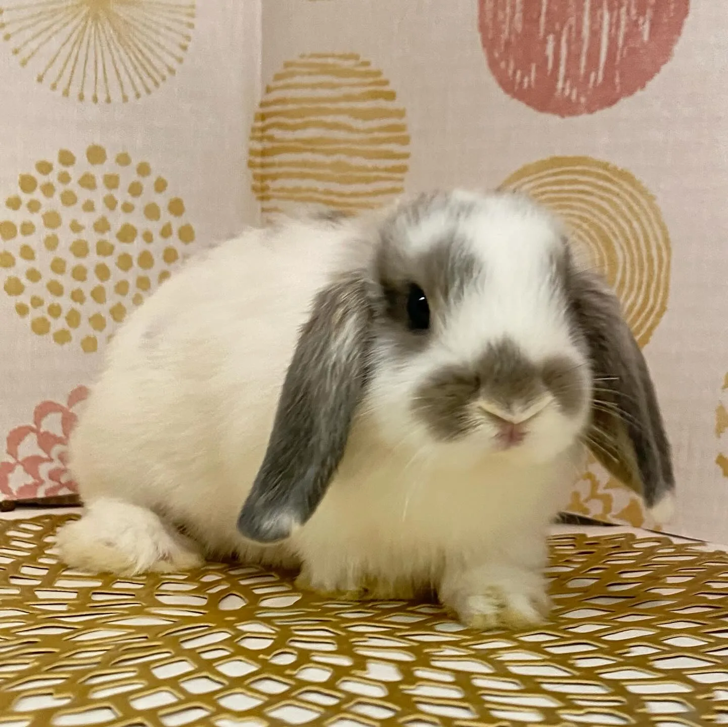 ☆子うさぎ入舎情報☆