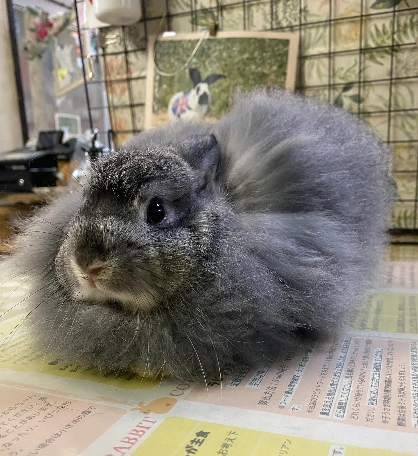☆ふわふわ☆