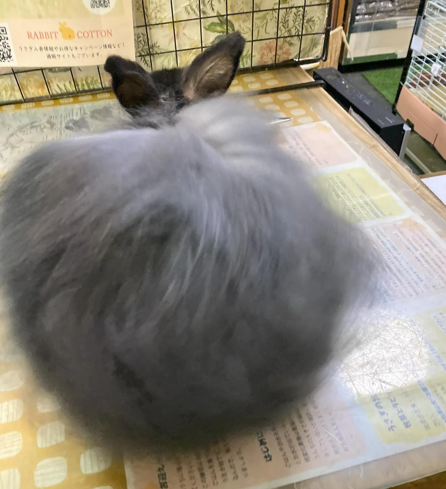 ☆ふわふわ☆