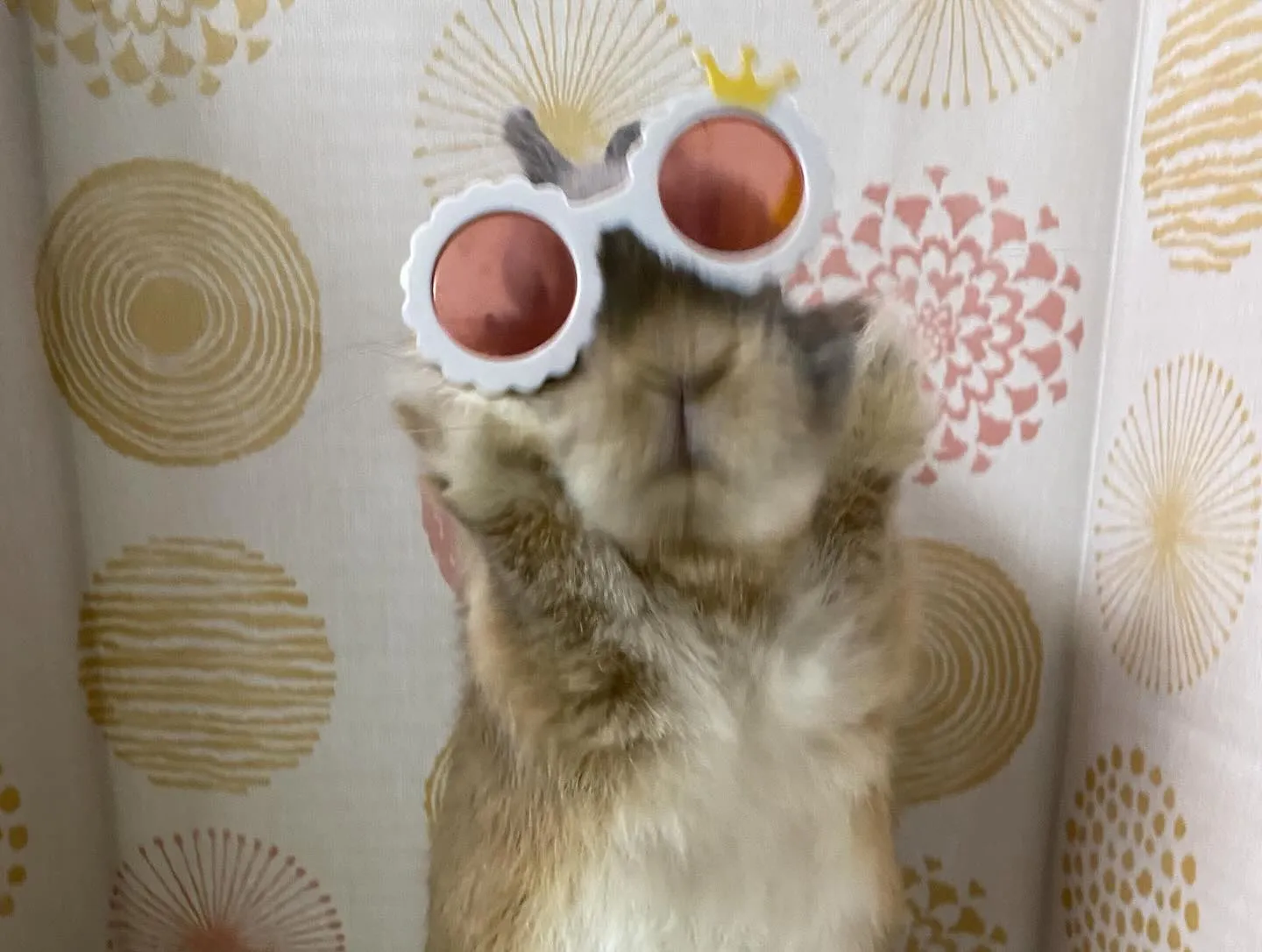 ☆うさサングラス☆