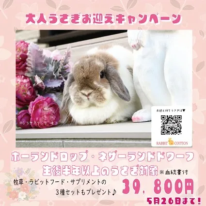 ☆お迎えキャンペーン☆