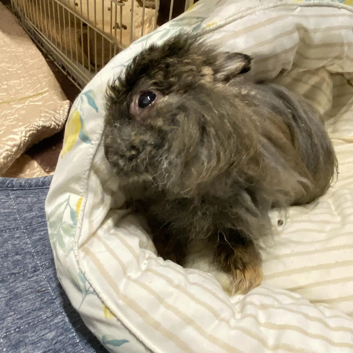 ☆介護うさぎ☆