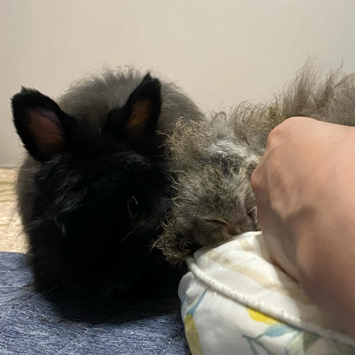 ☆介護うさぎ☆