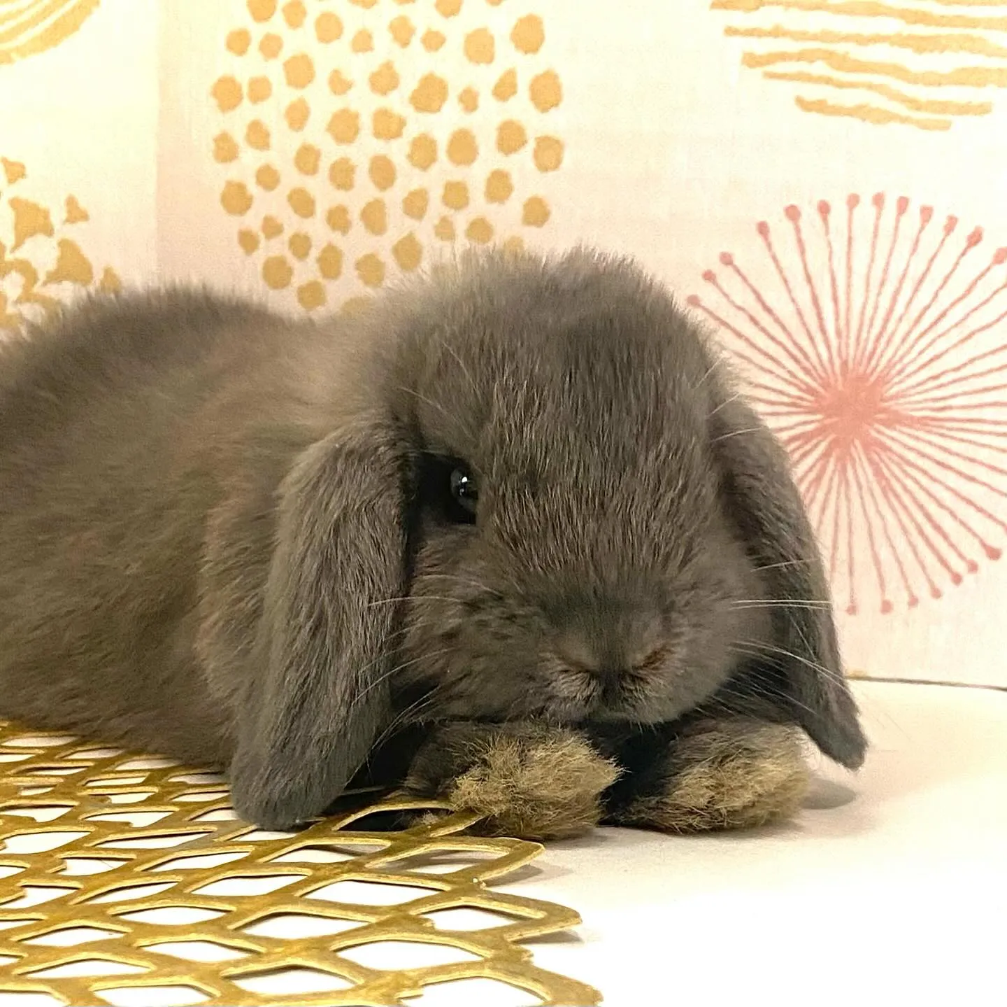 ☆子うさぎ情報☆