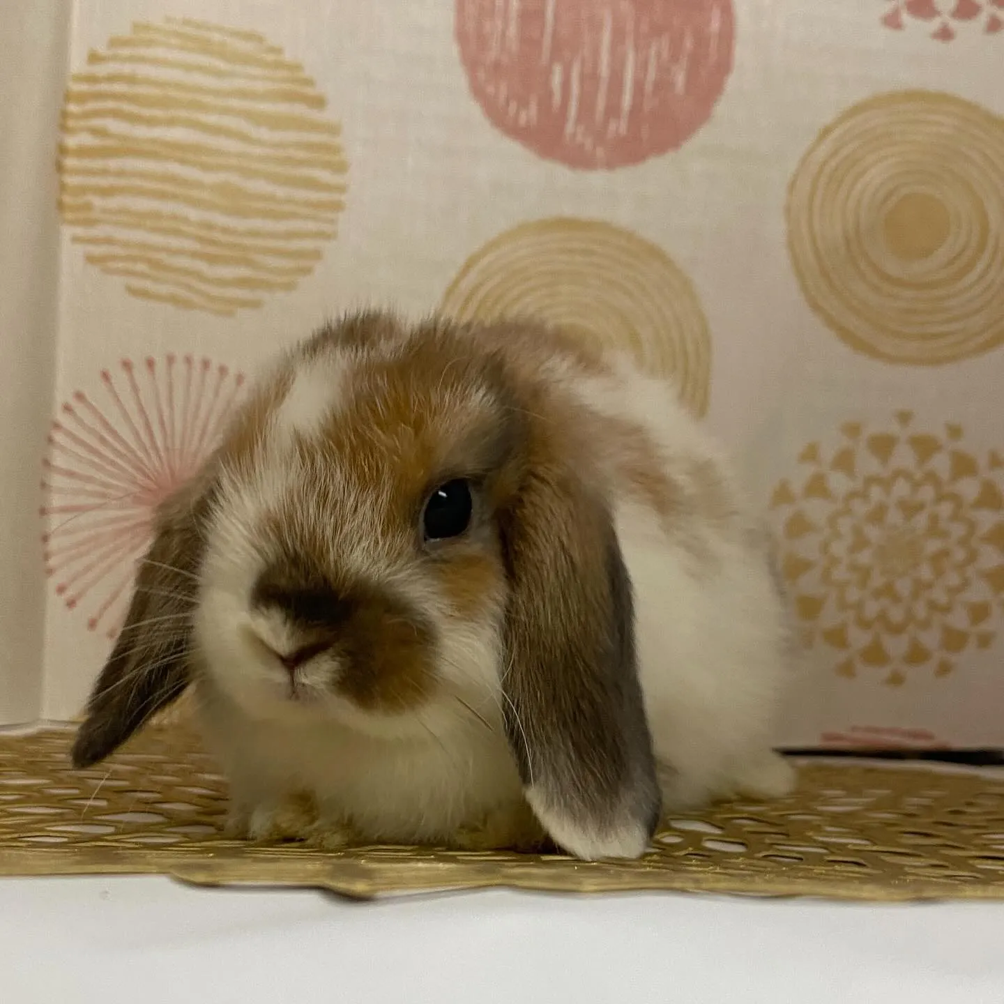 ☆子うさぎ情報☆