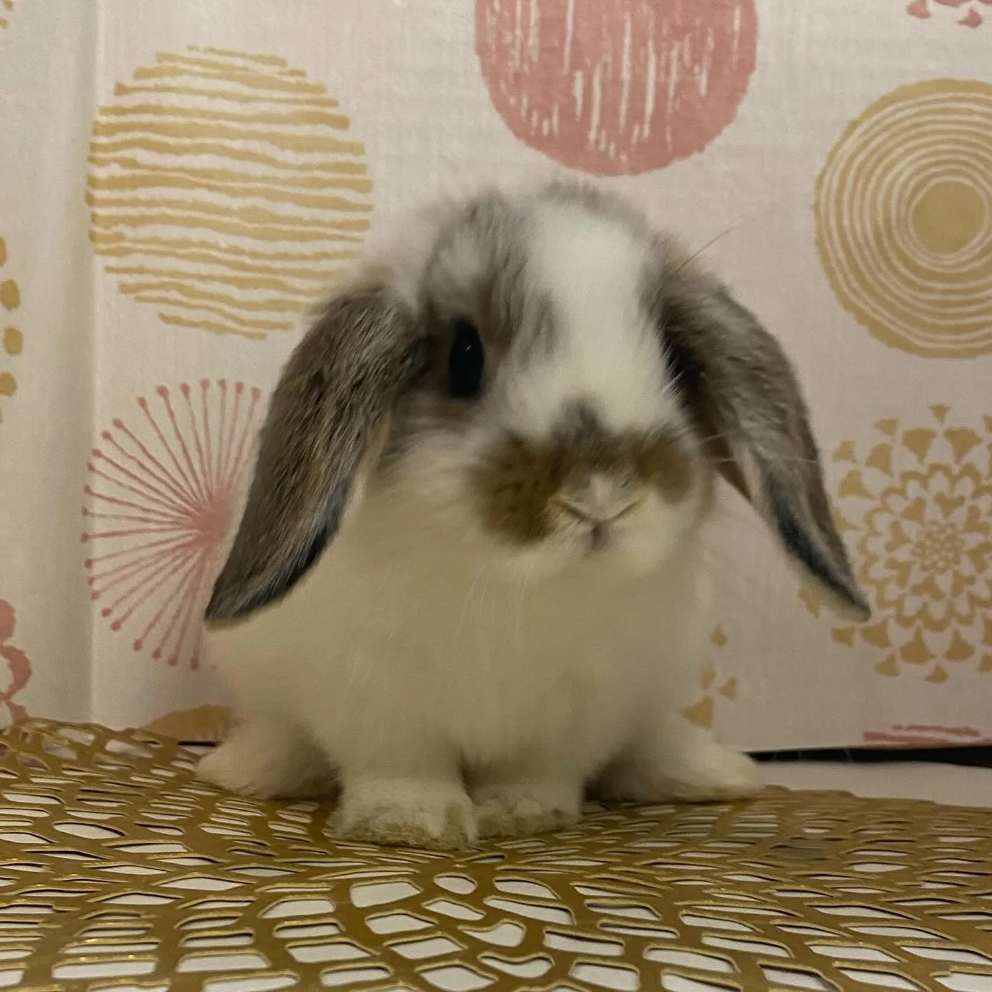 ☆子うさぎ情報☆
