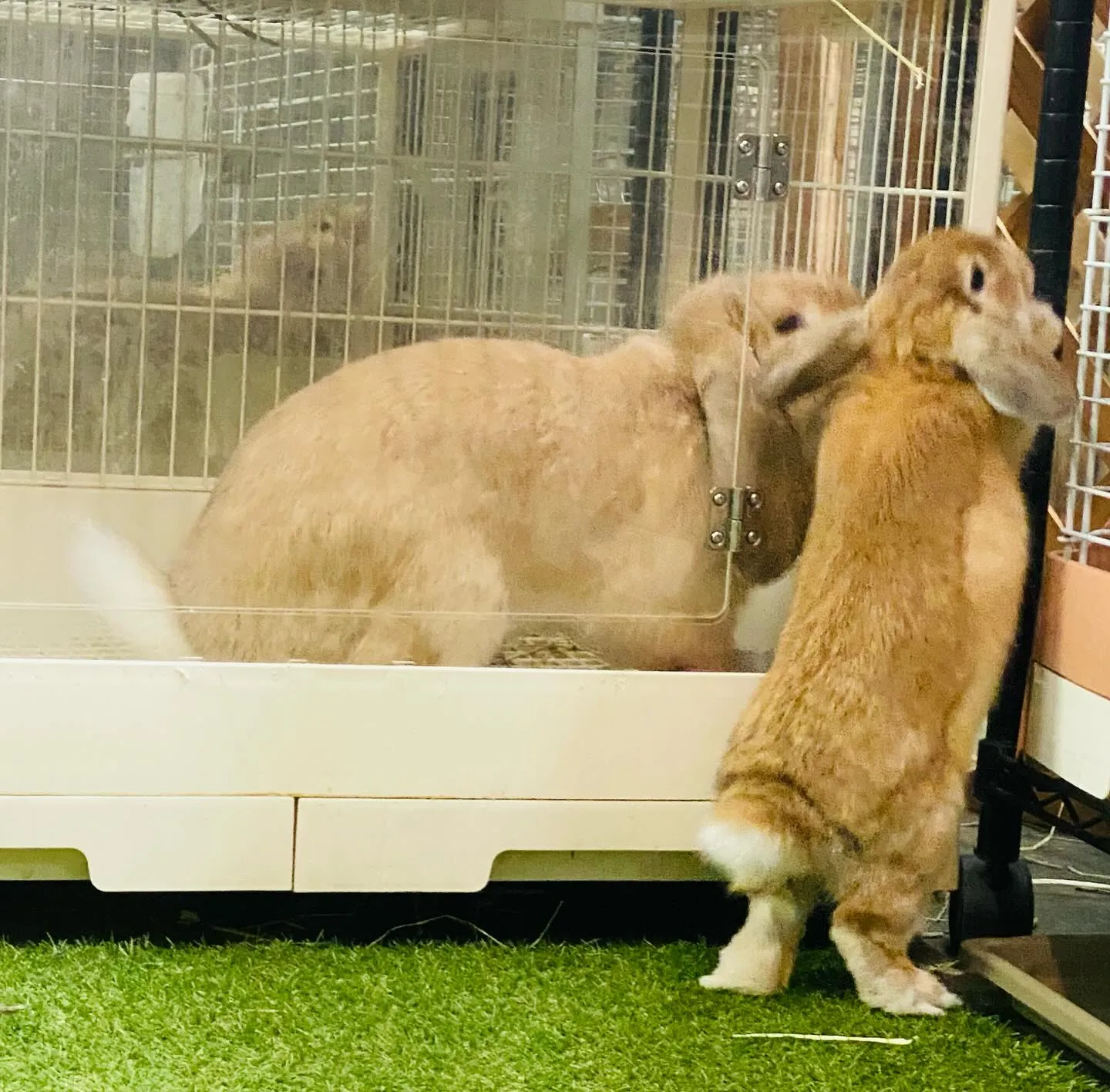 ☆大型うさぎと小型うさぎ☆