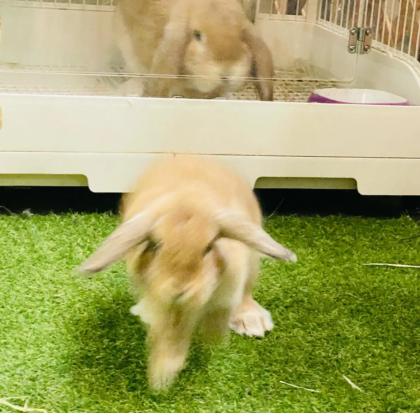 ☆大型うさぎと小型うさぎ☆