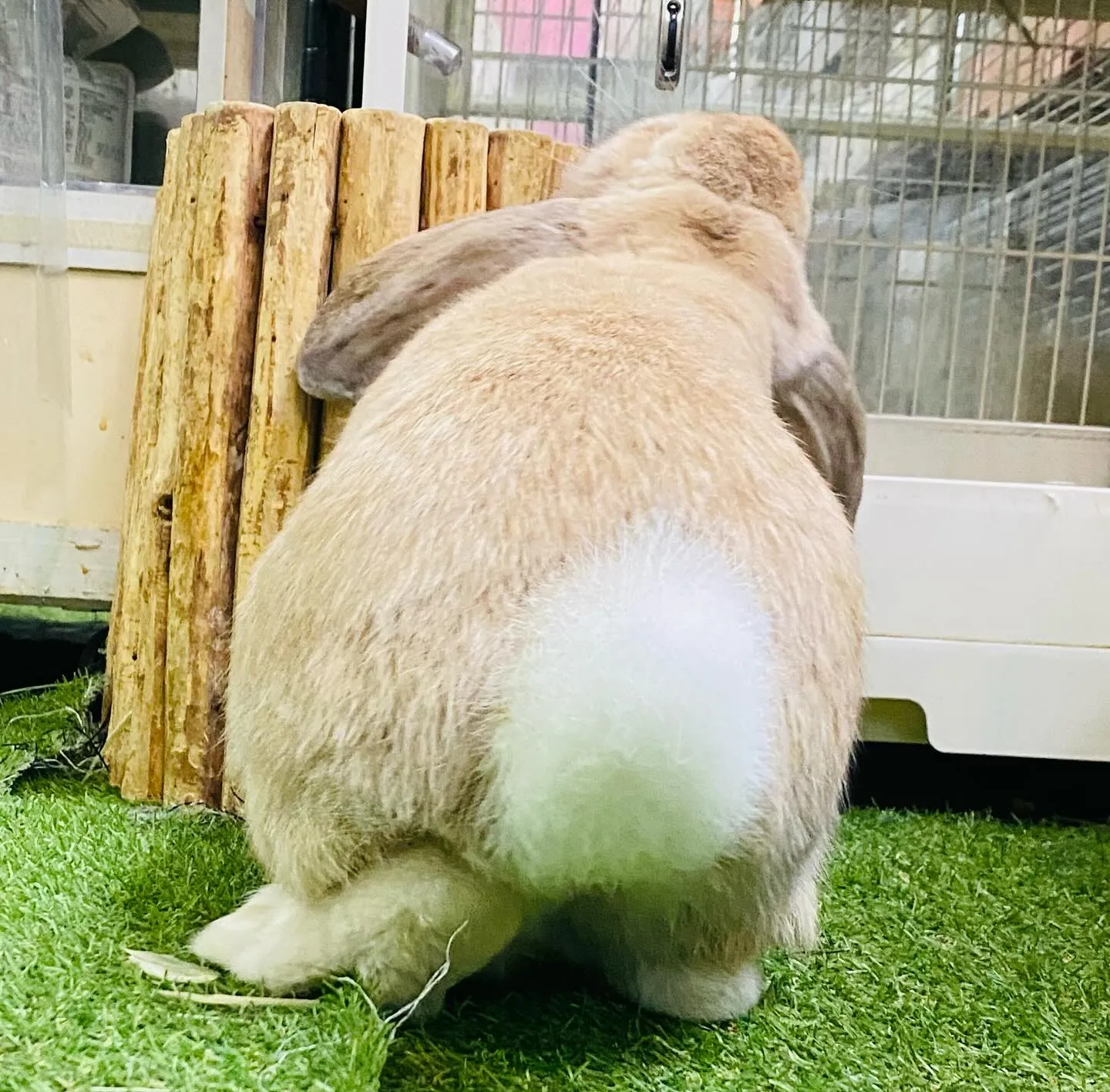 ☆大型うさぎと小型うさぎ☆
