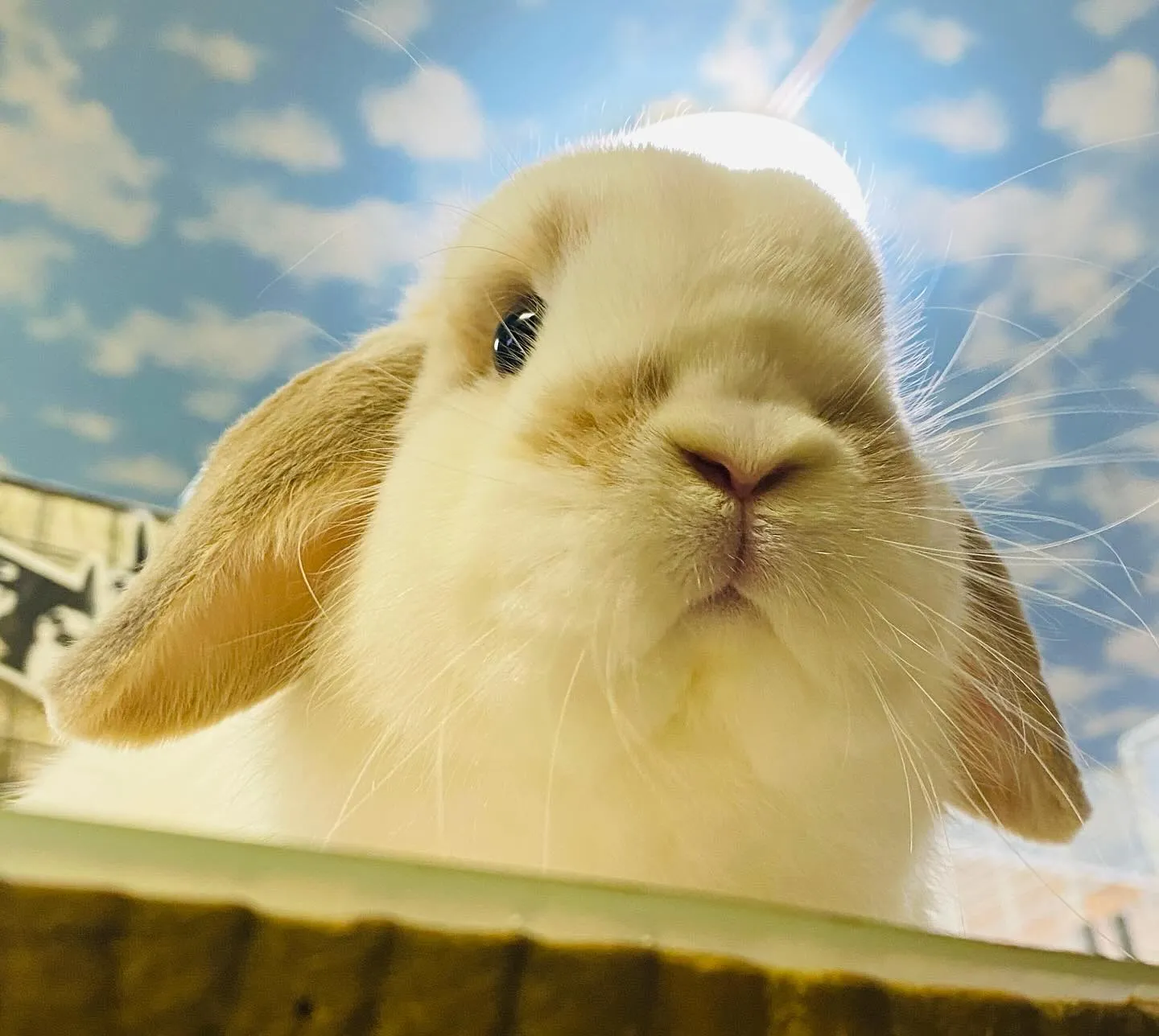 ☆ほっぺくん☆