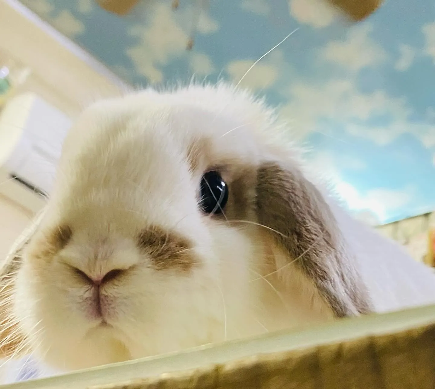 ☆ほっぺくん☆