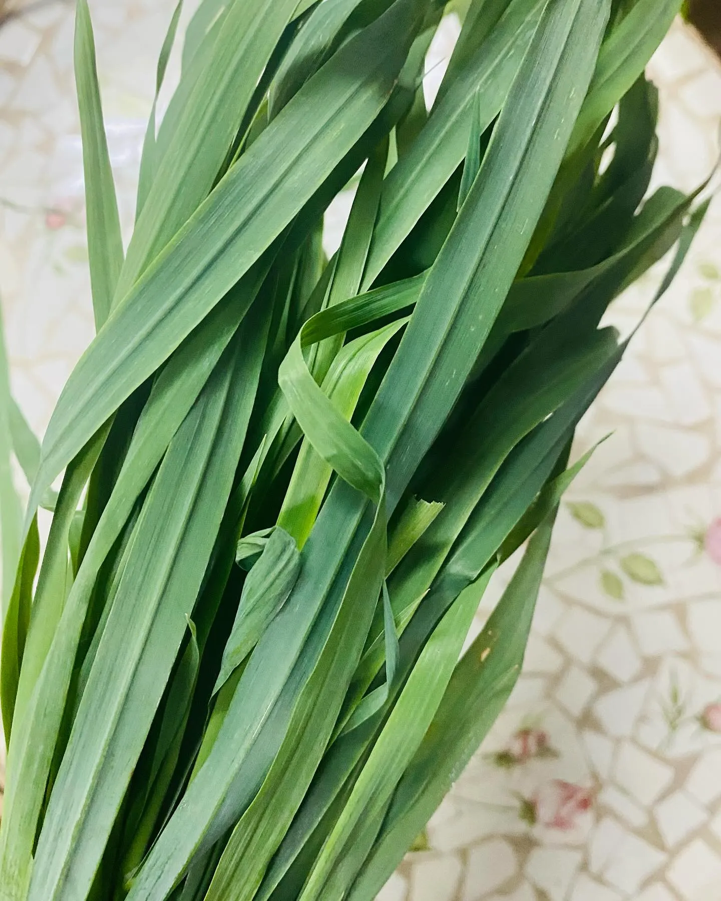 ☆ラキテ葉っぱ☆