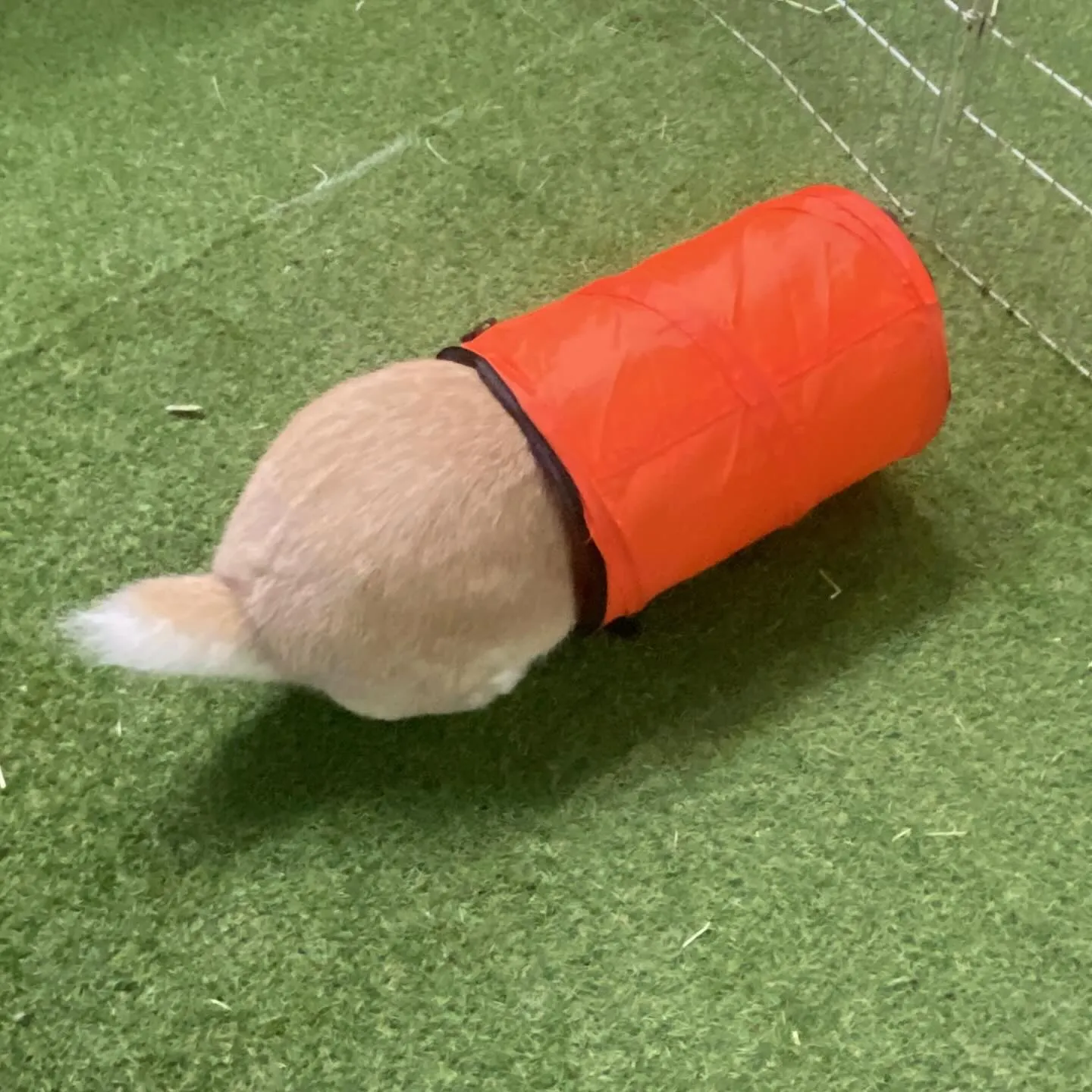 ☆フレンチロップ☆