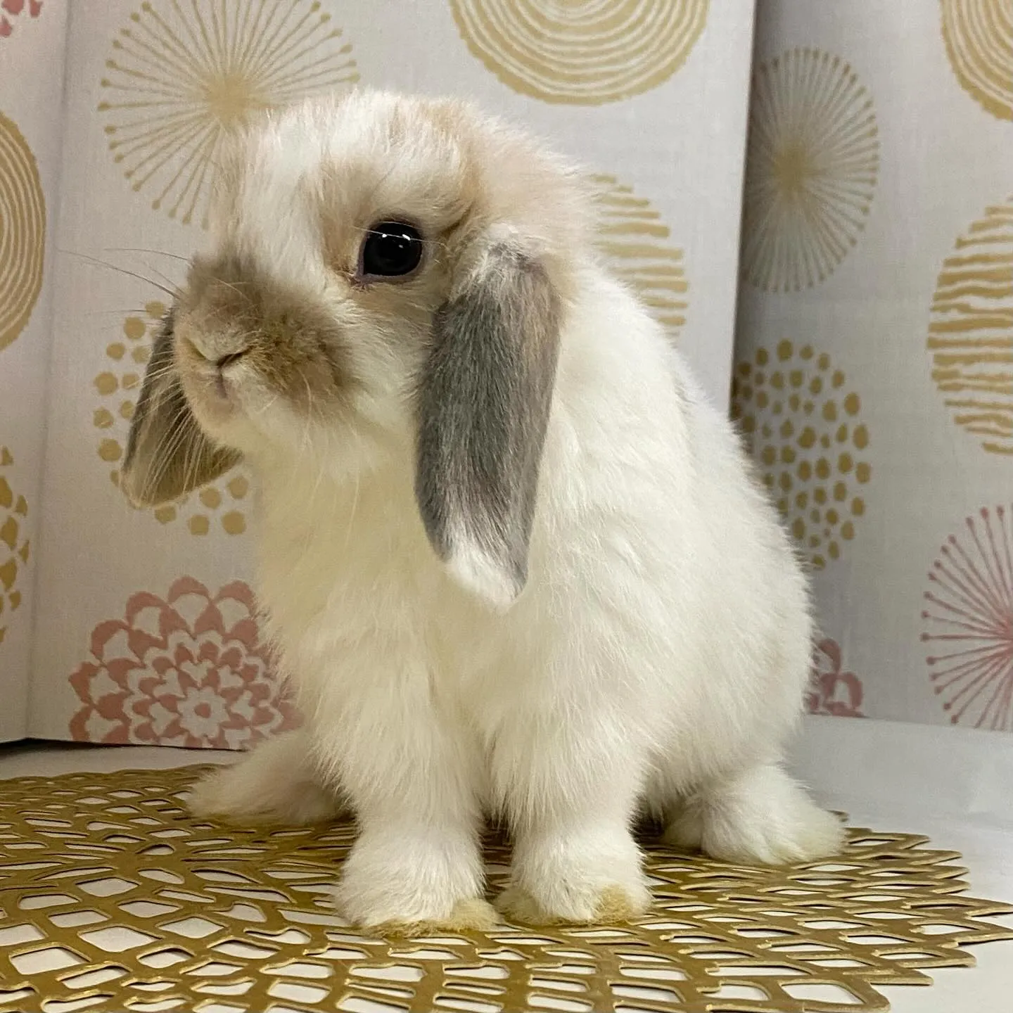 ☆6月1日子うさぎ情報☆