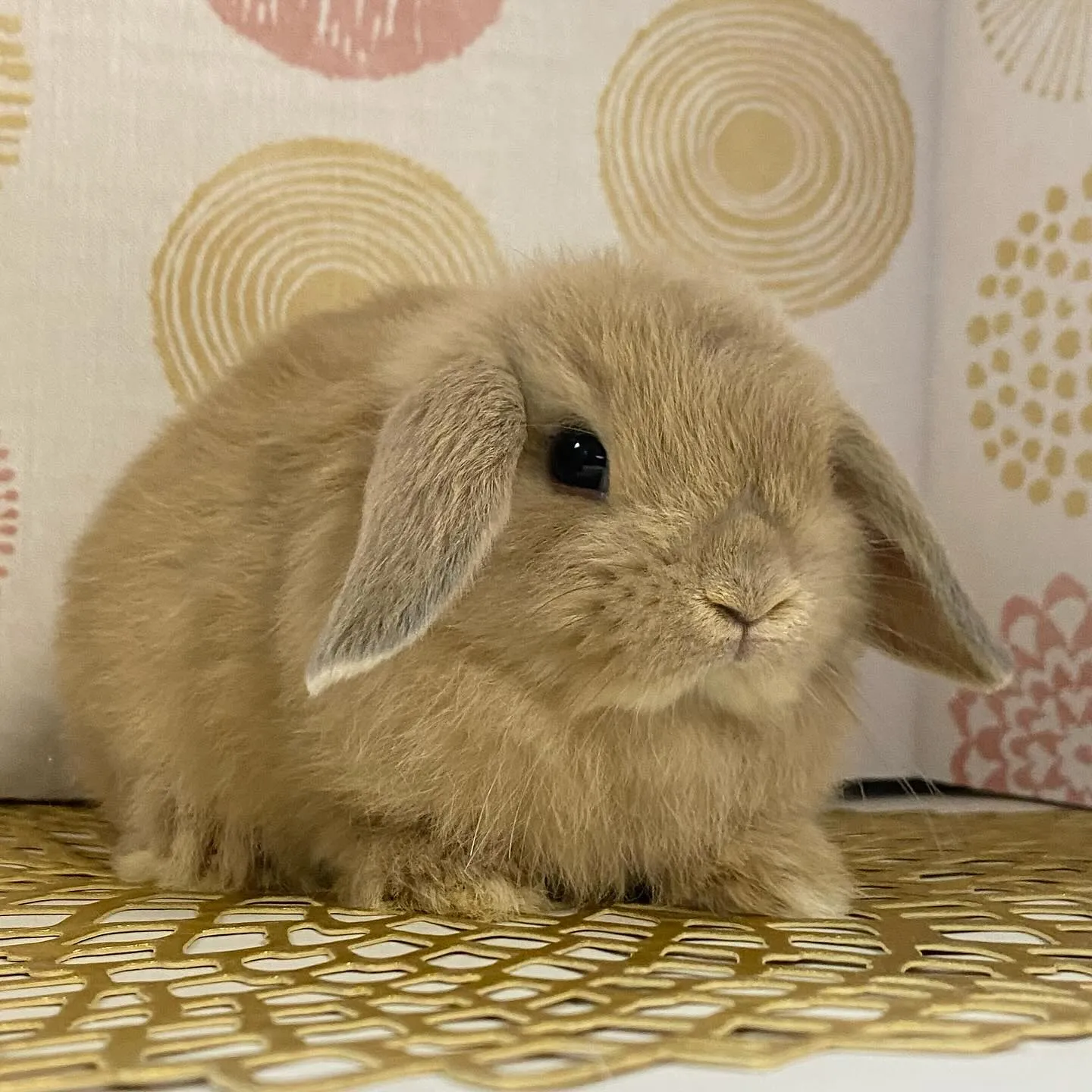 ☆6月1日子うさぎ情報☆
