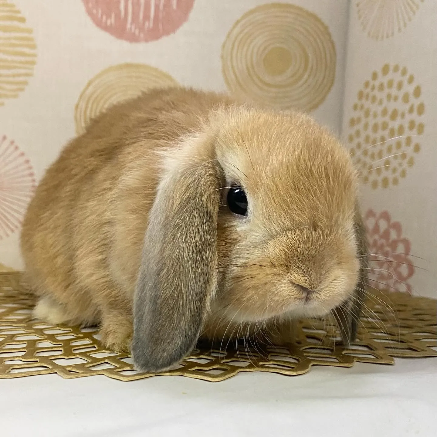 ☆6月1日子うさぎ情報☆