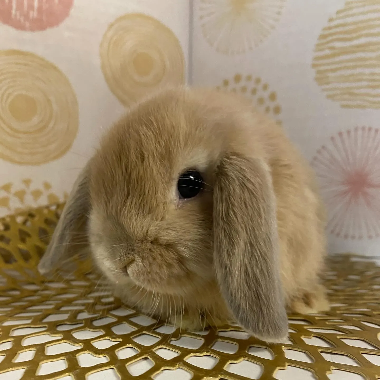 ☆6月1日子うさぎ情報☆