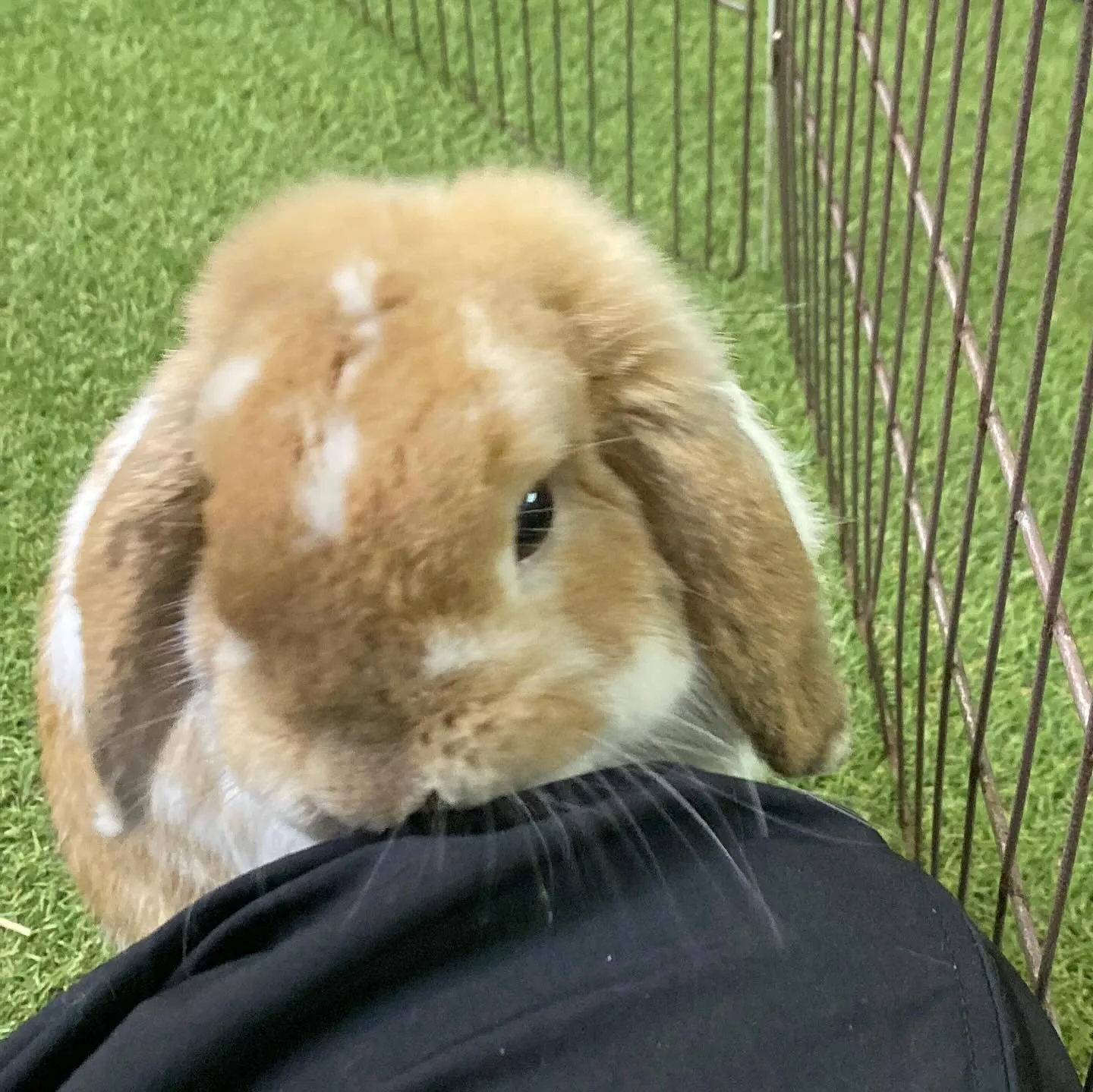 ☆うさジャンプ☆