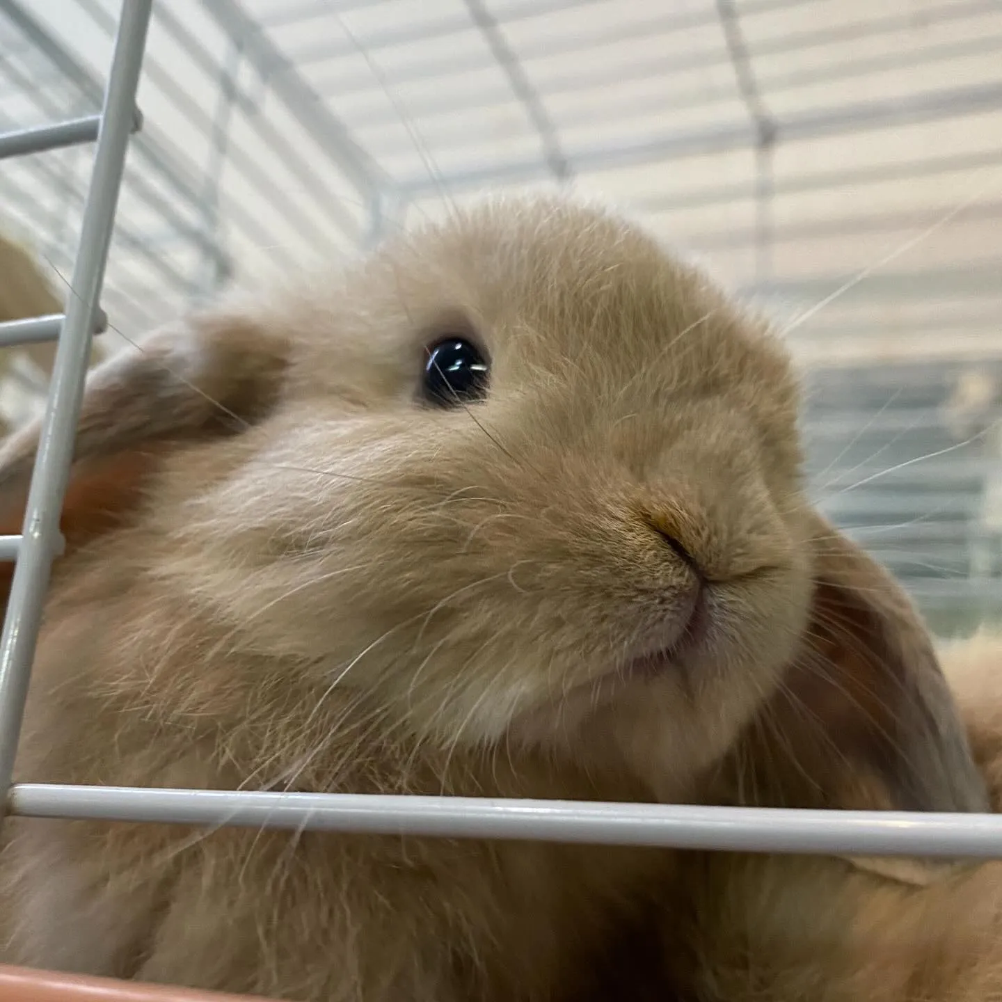 ☆子うさぎ達☆