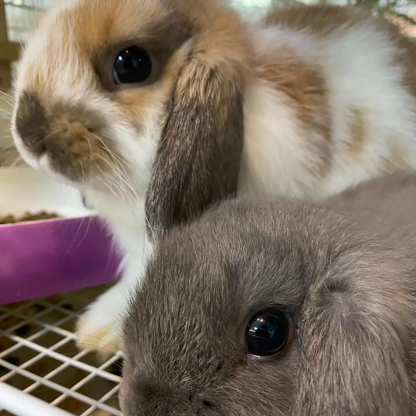 ☆子うさぎ達☆