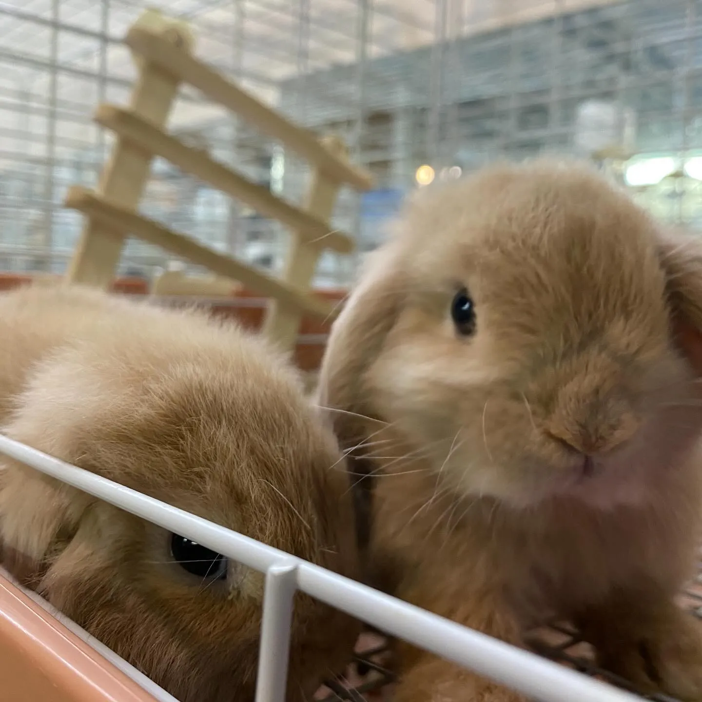 ☆子うさぎ達☆