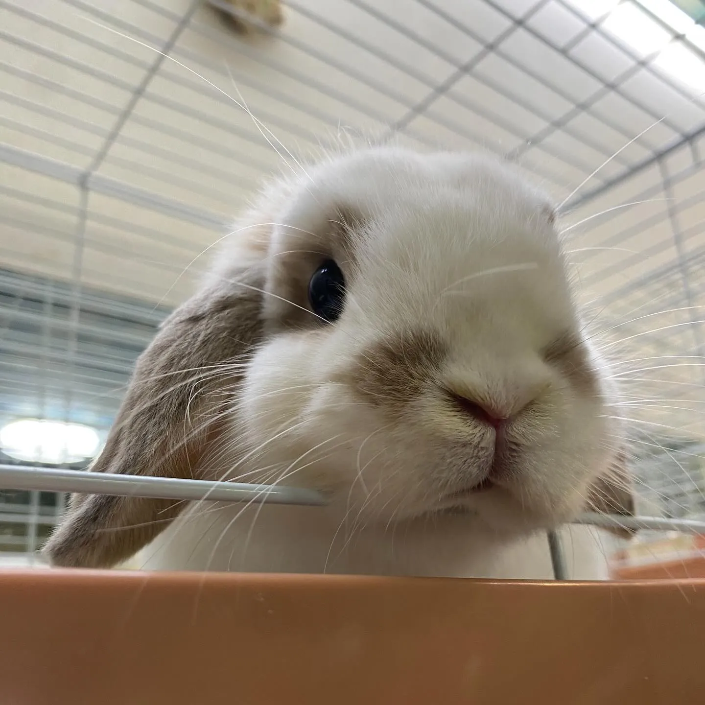 ☆子うさぎ達☆
