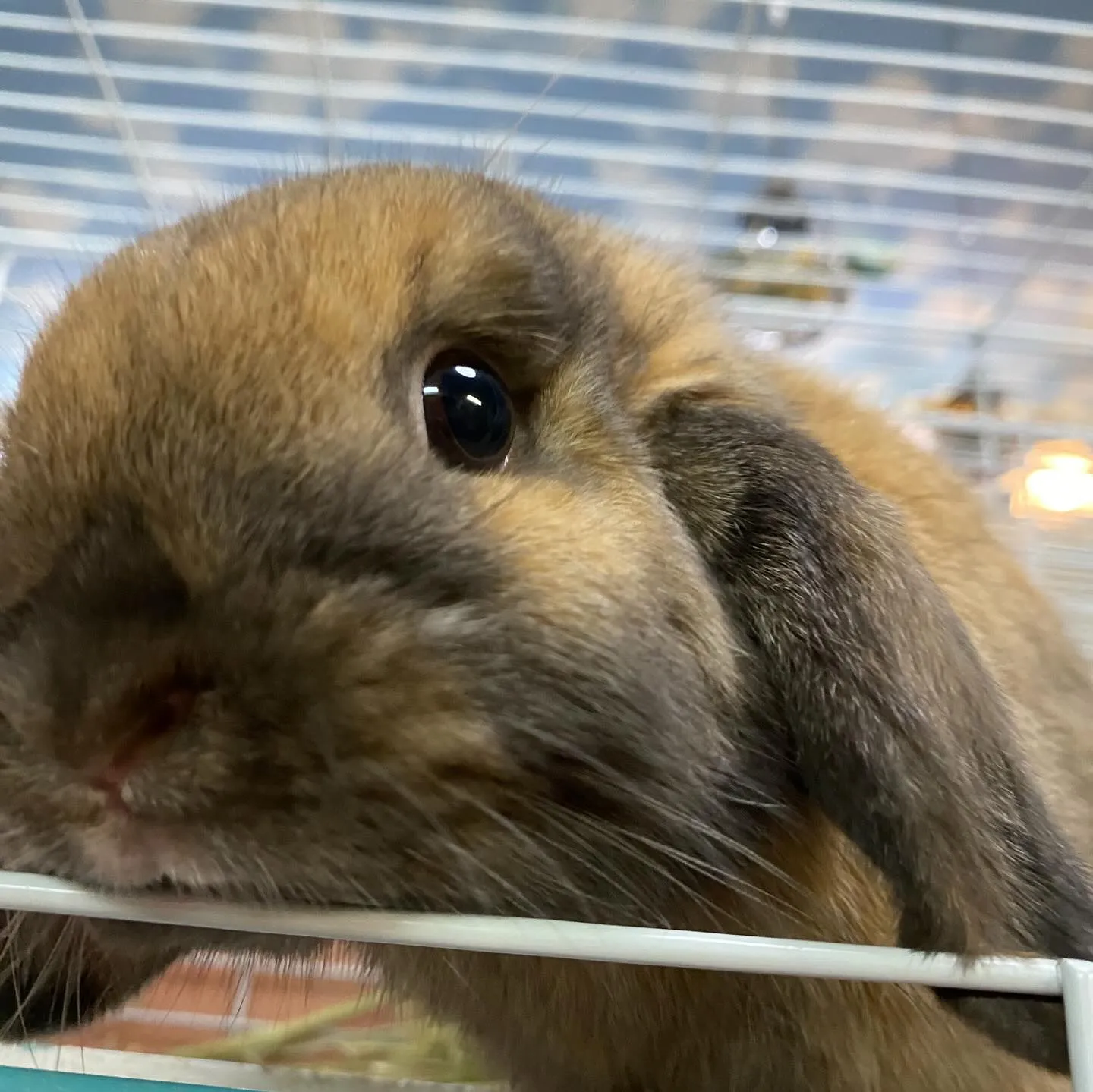 ☆子うさぎ達☆