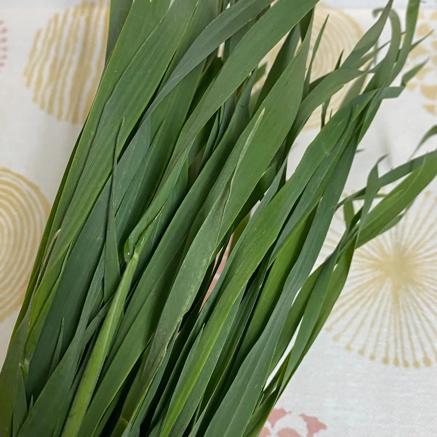 ☆ラキテ葉っぱ☆