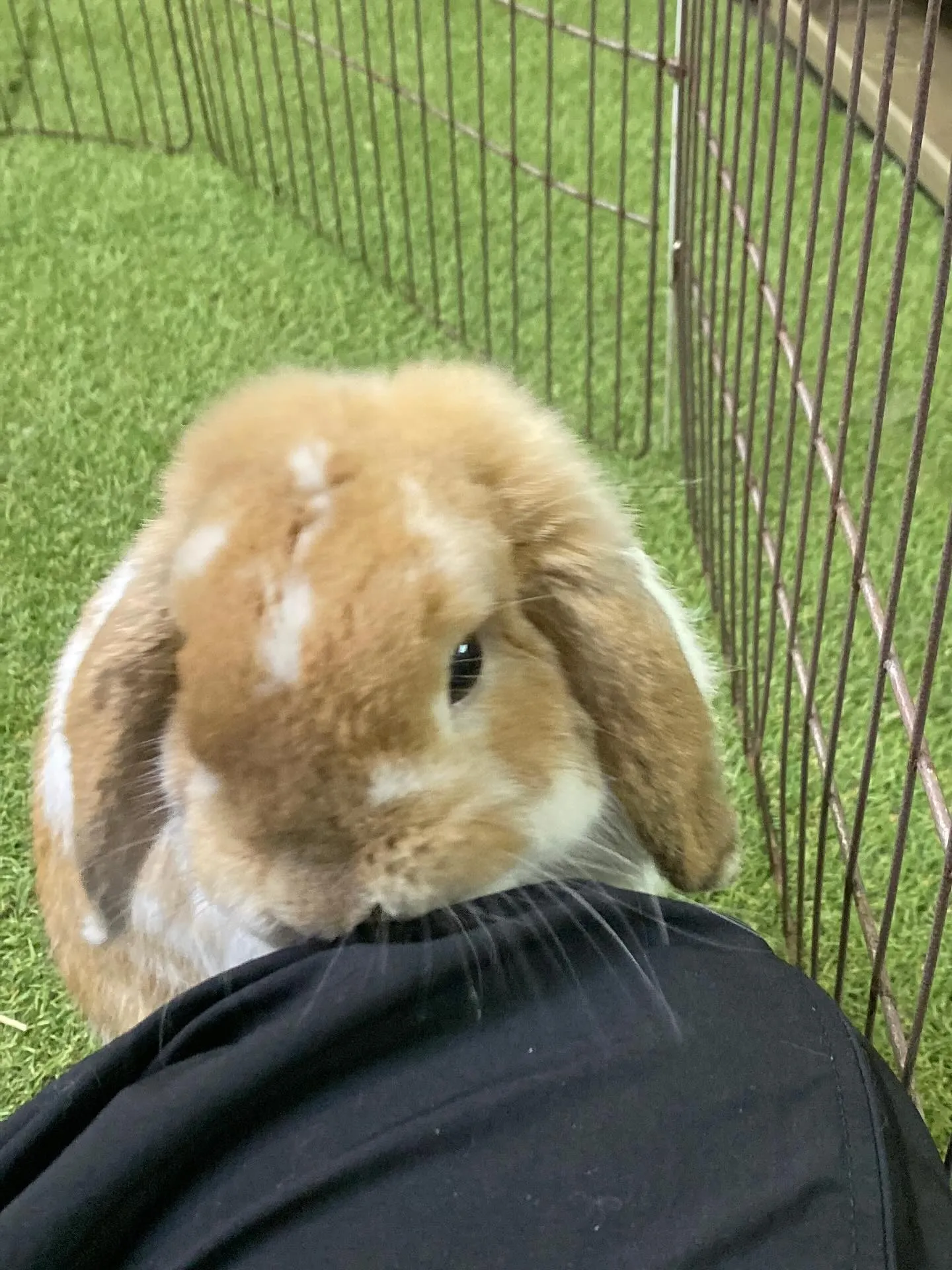 ☆人懐こいうさぎ☆