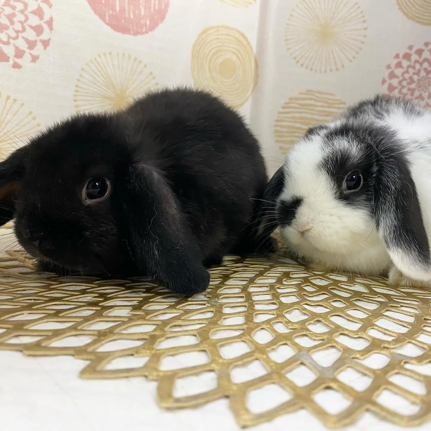 ☆子うさぎ情報☆
