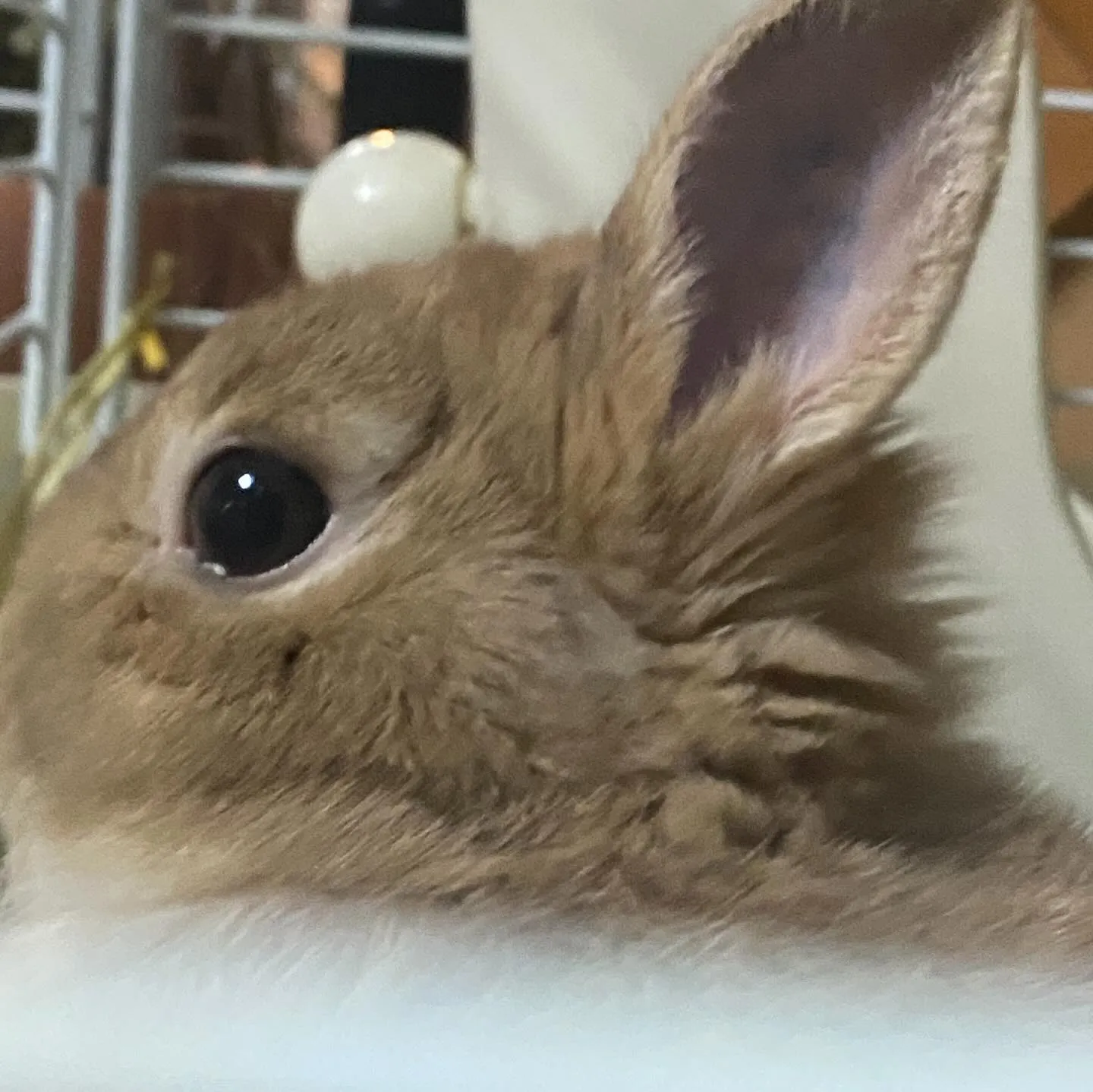 ☆ネザーランドの後頭部☆