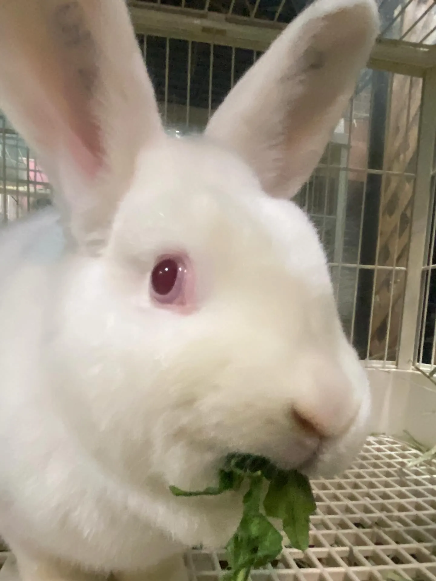 ☆ラキテ葉っぱ☆