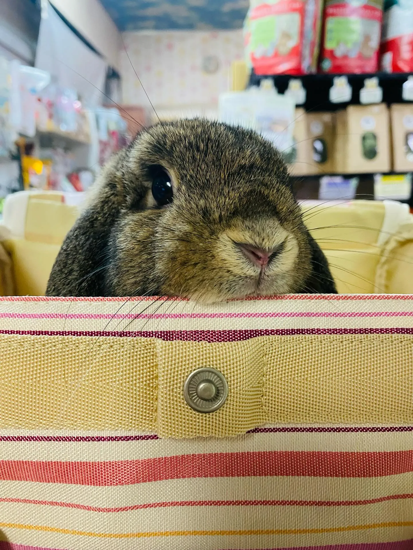 ☆きなこちゃんご来店☆