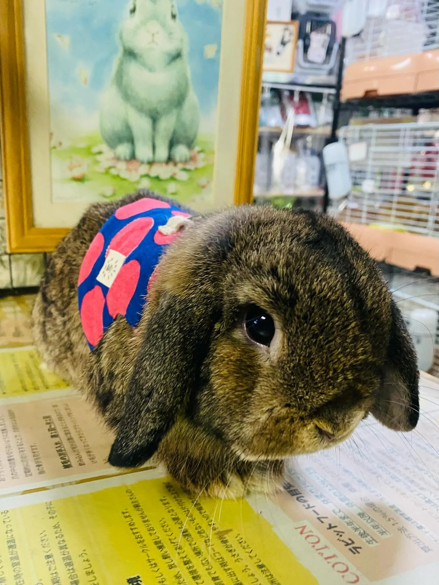 ☆きなこちゃんご来店☆
