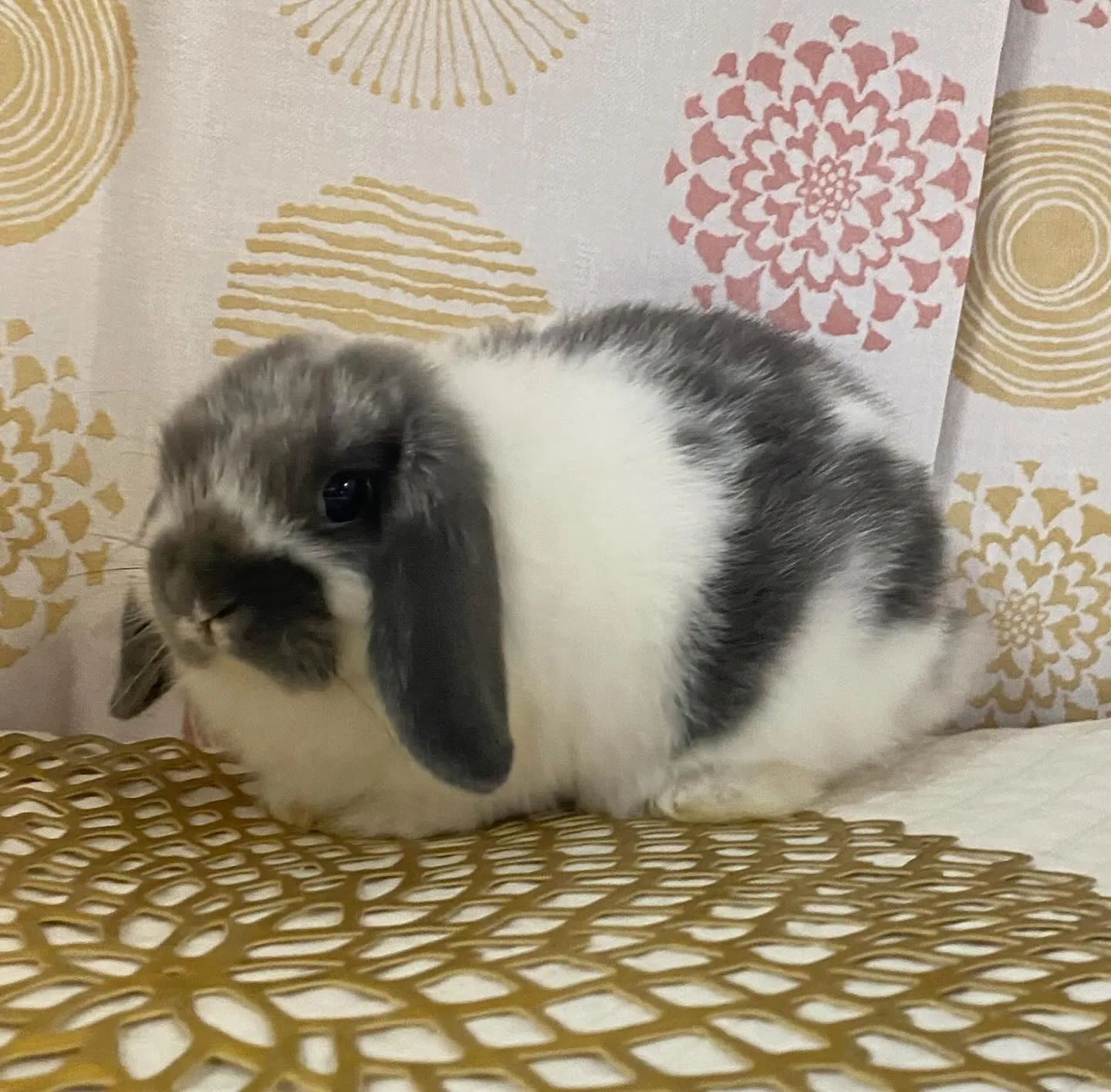 ☆子うさぎ情報☆