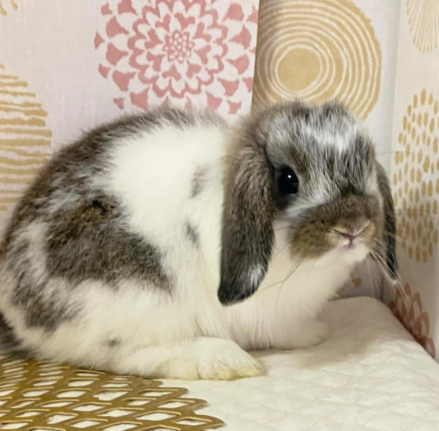 ☆子うさぎ情報☆