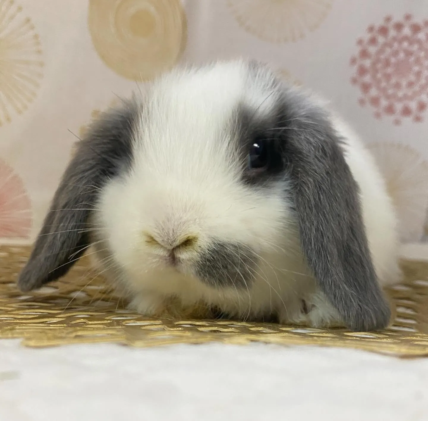 ☆子うさぎ情報☆