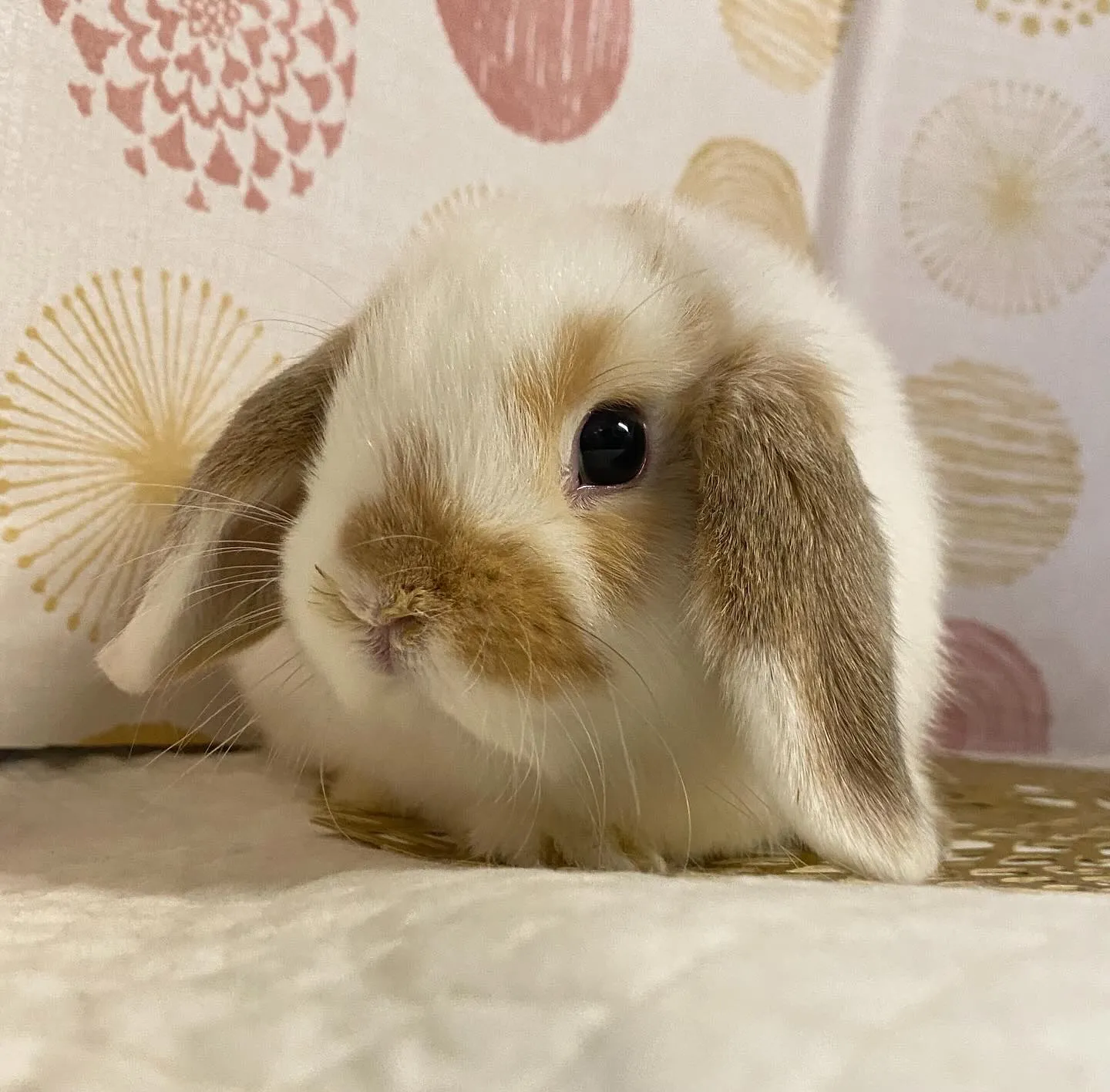 ☆子うさぎ情報☆