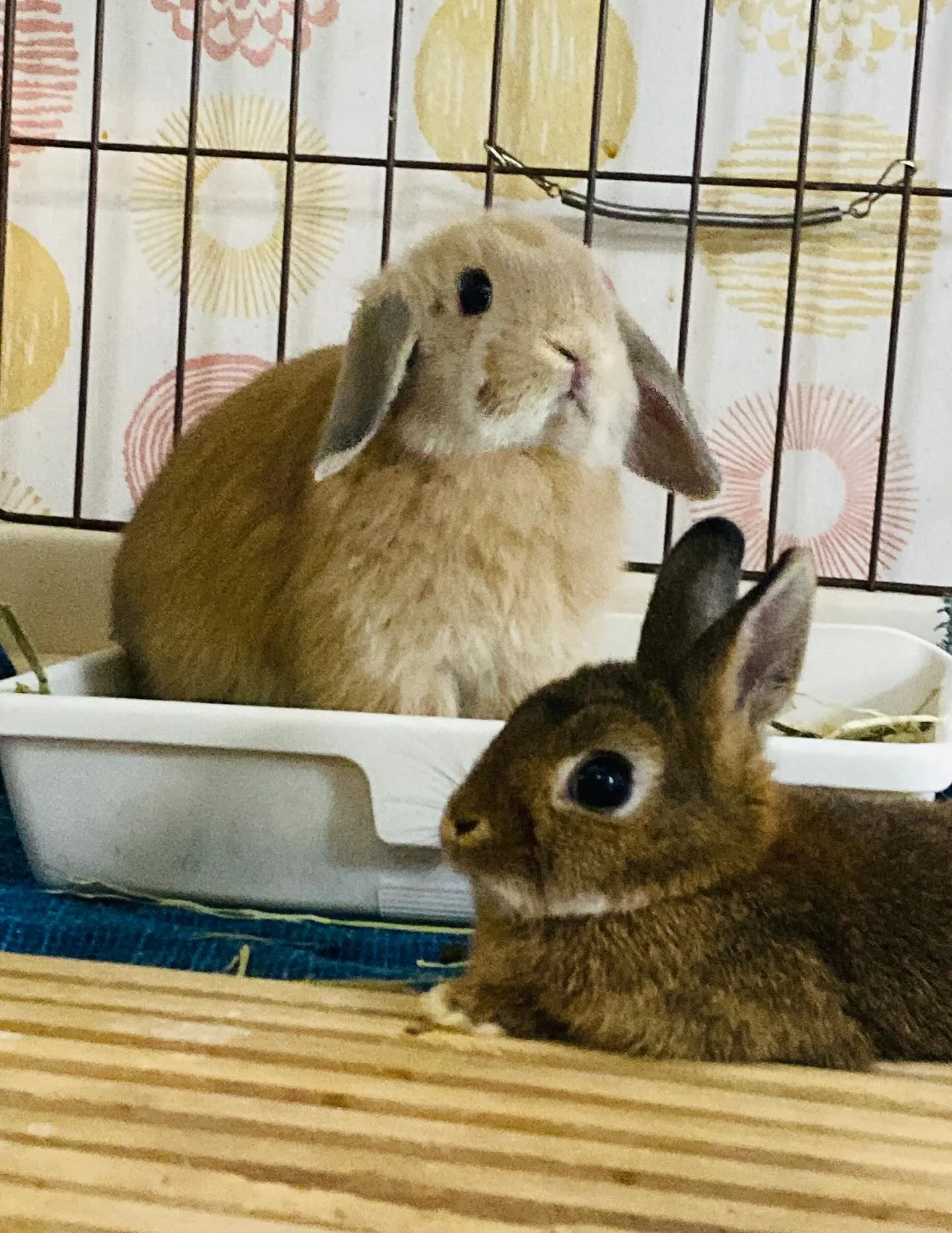☆ネザーとホーランド☆