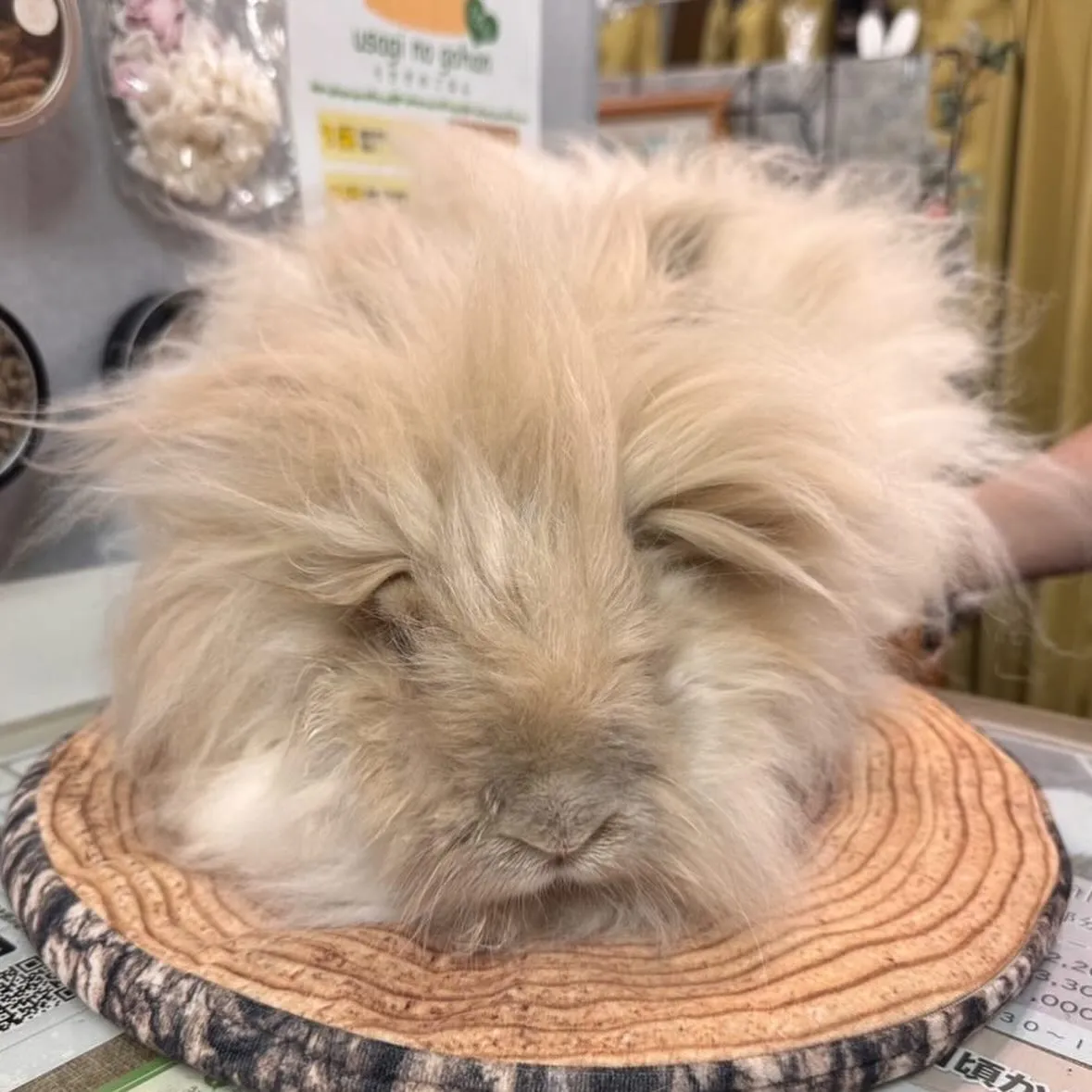 ⭐︎イングリッシュアンゴラ⭐︎