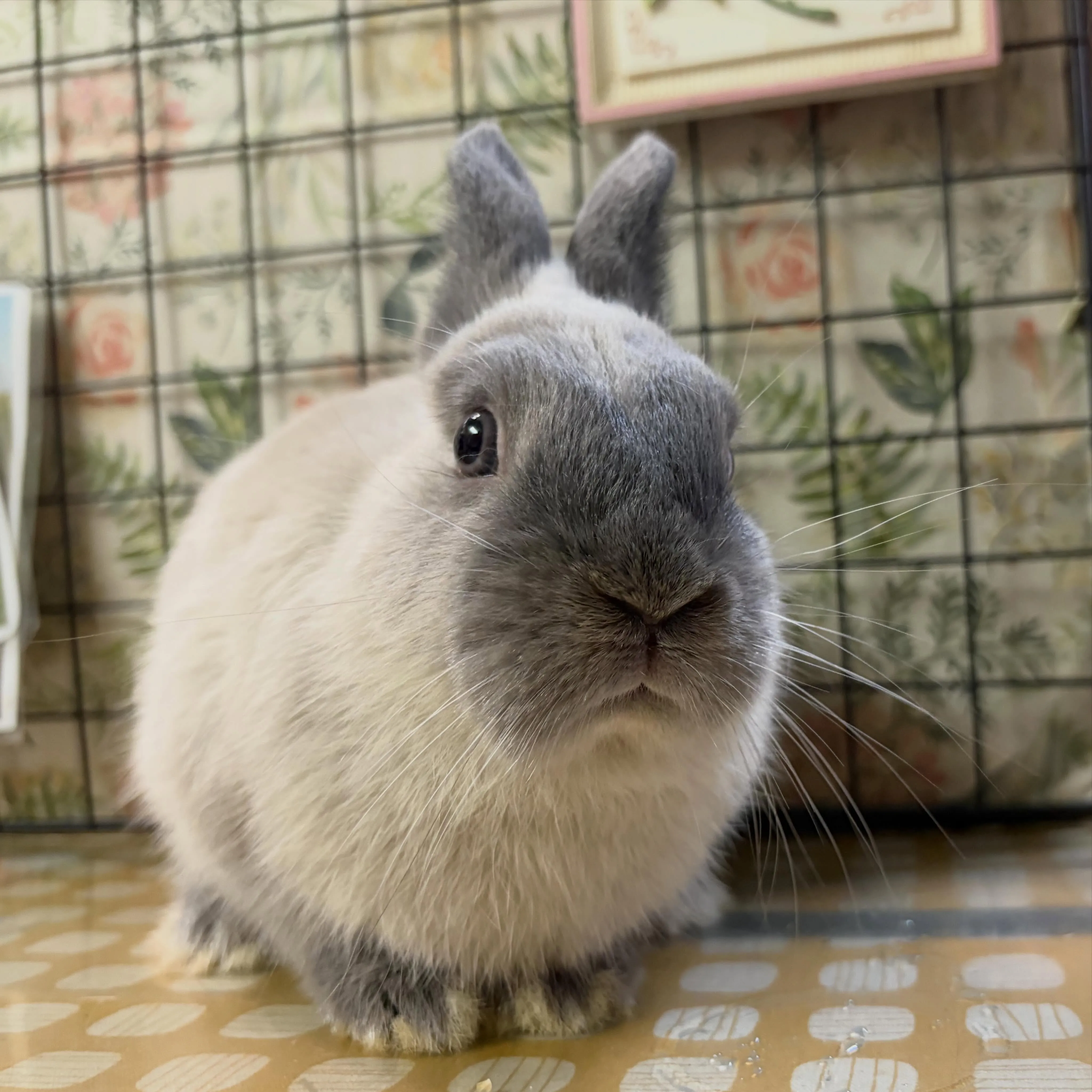 ⭐︎かぶらの息子⭐︎