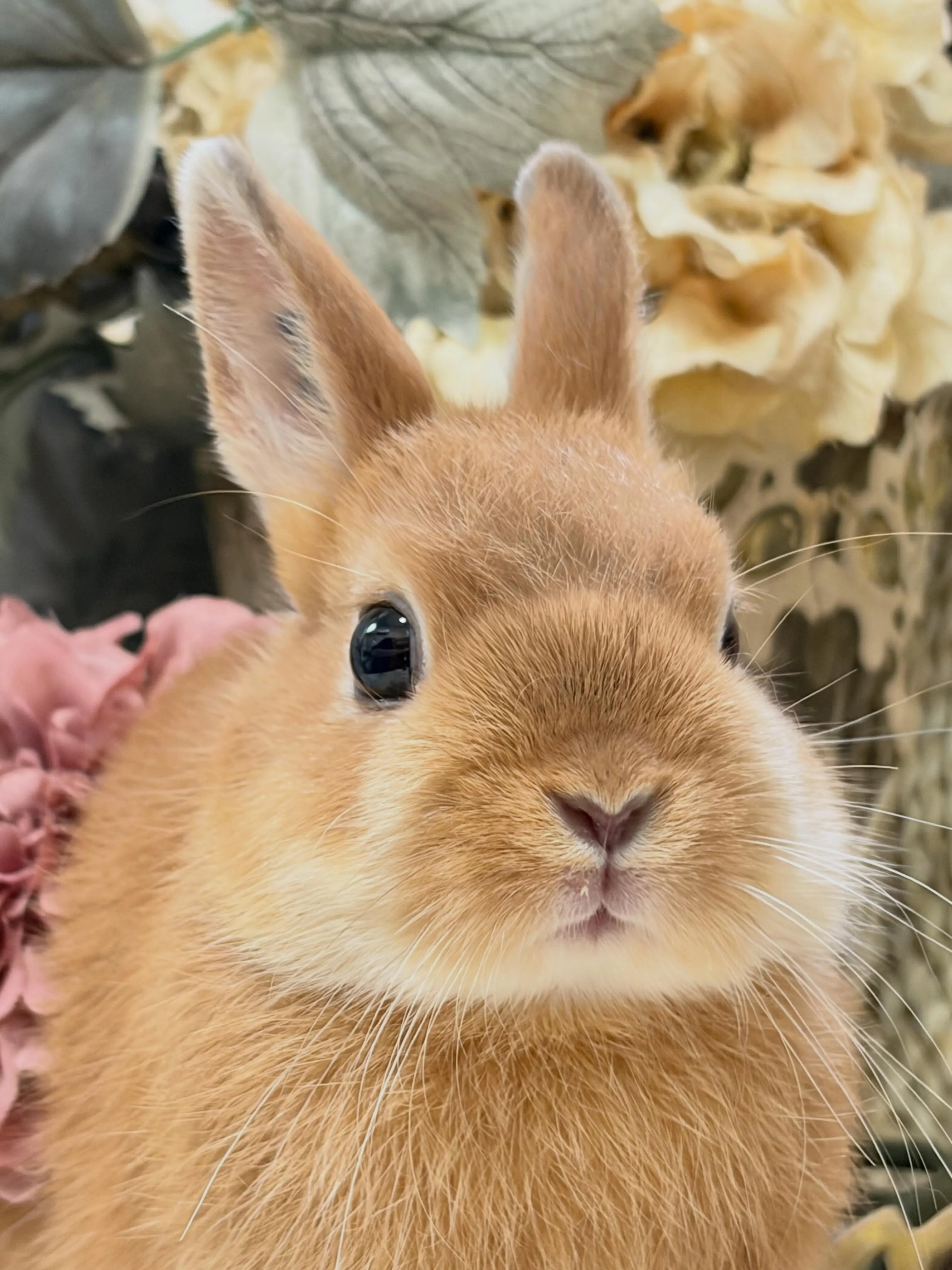 ⭐︎子うさぎ情報⭐︎
